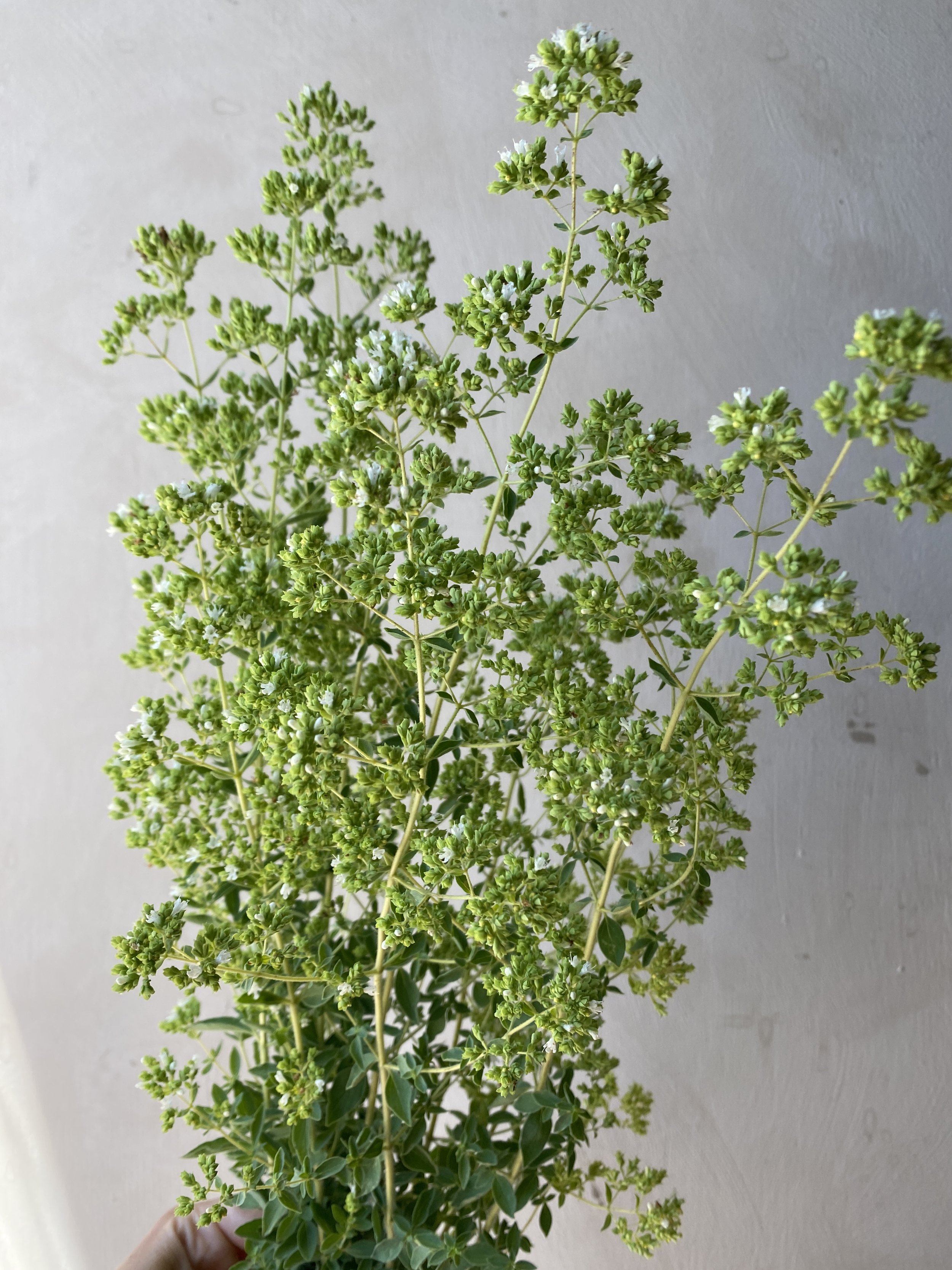 Origanum 'Sweet Marjoram' $1 bu