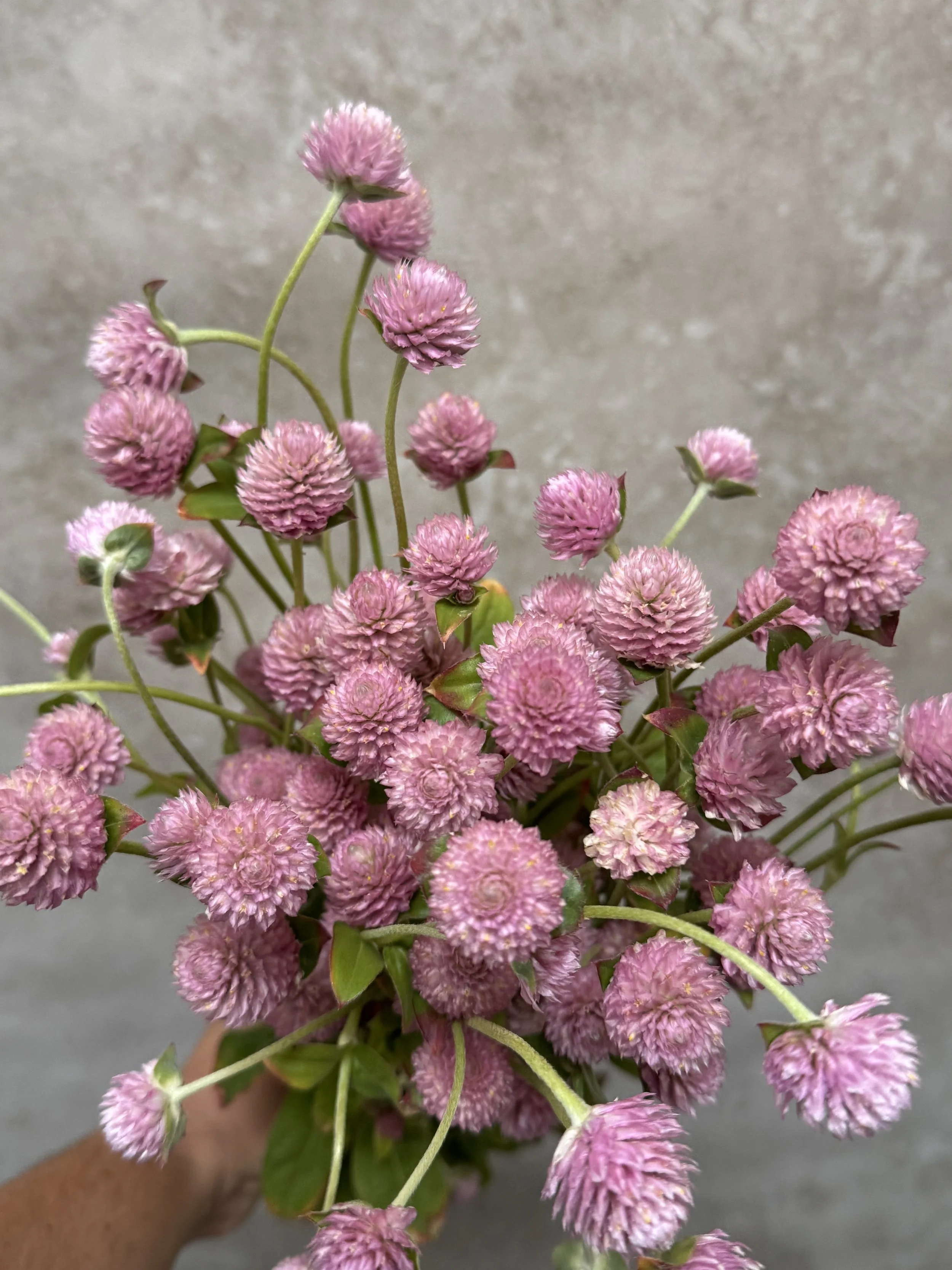 GOMPHRENA globosa Raspberry Cream