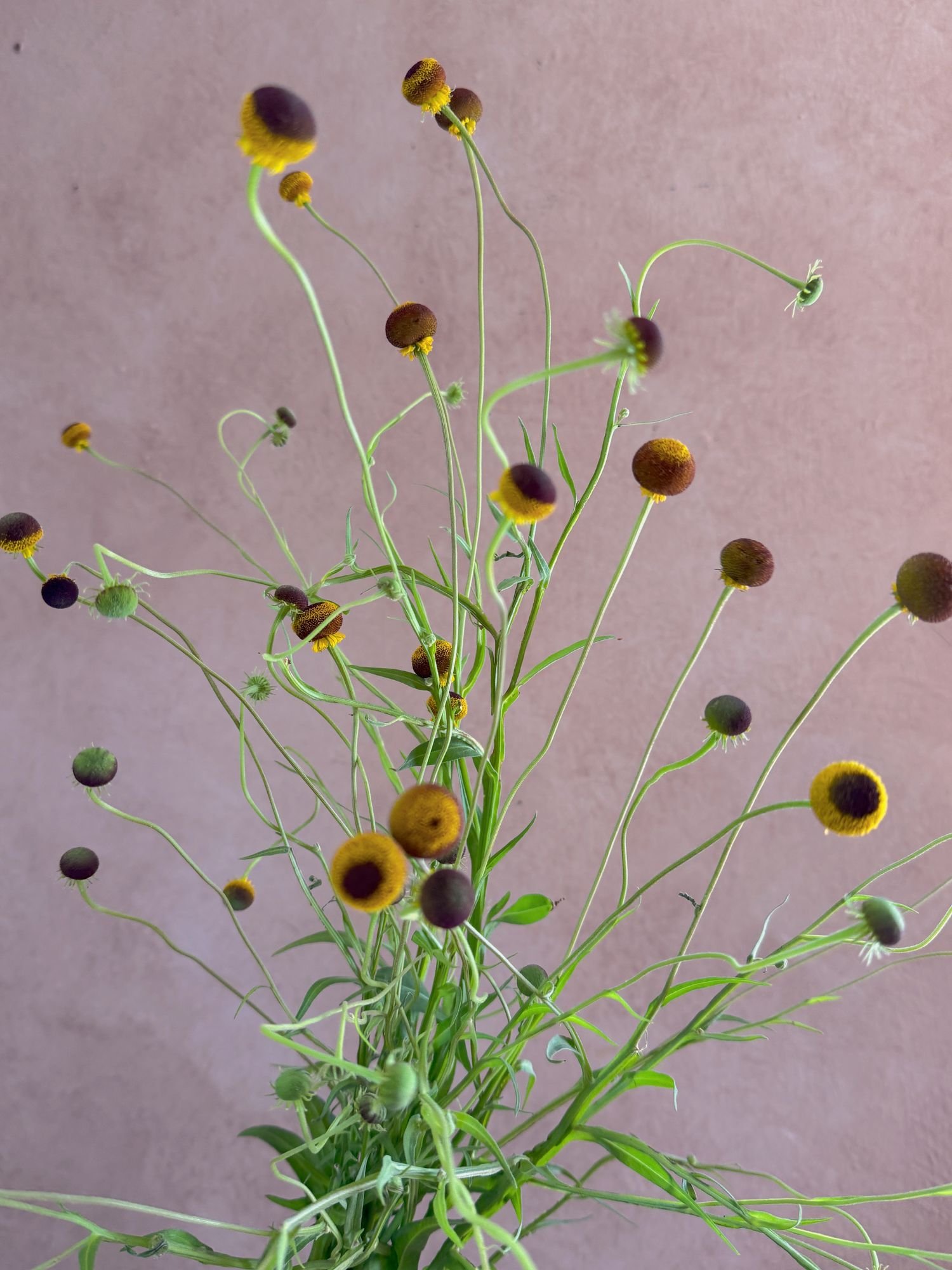 HELENIUM puberulum Autumn Lollipop
