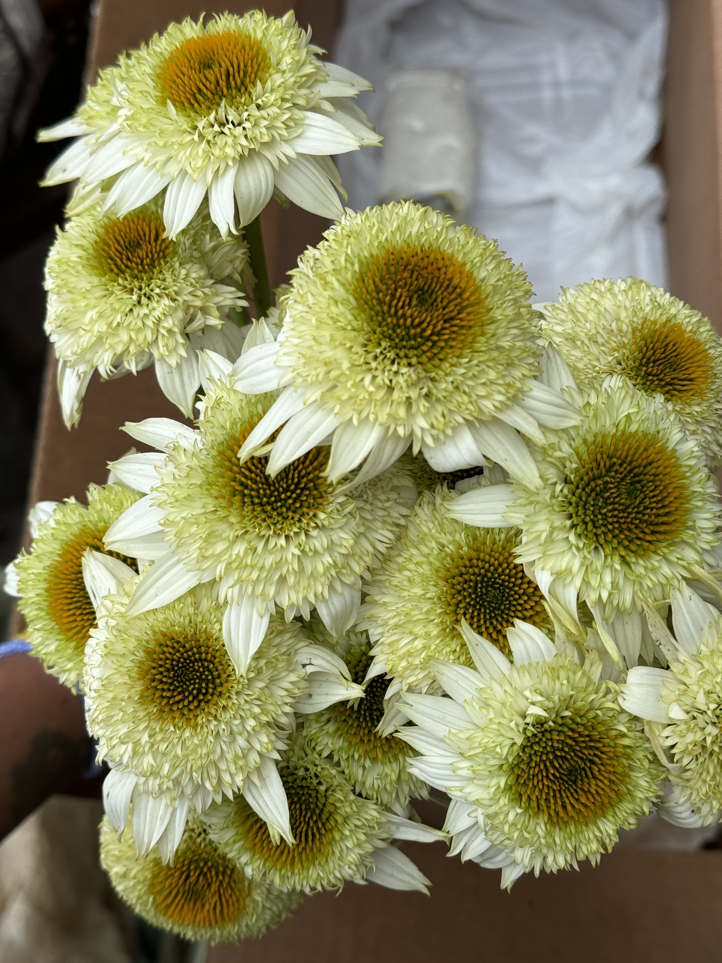 ECHINACEA x Puff Vanilla
