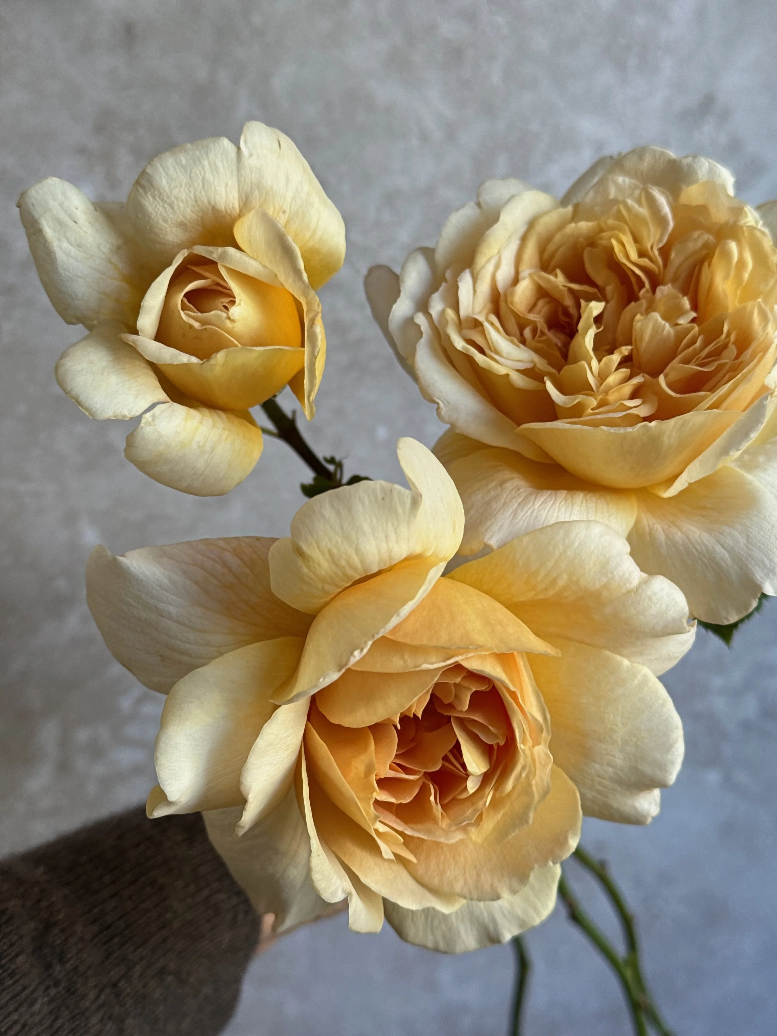 ROSA hybrida Tea Clipper