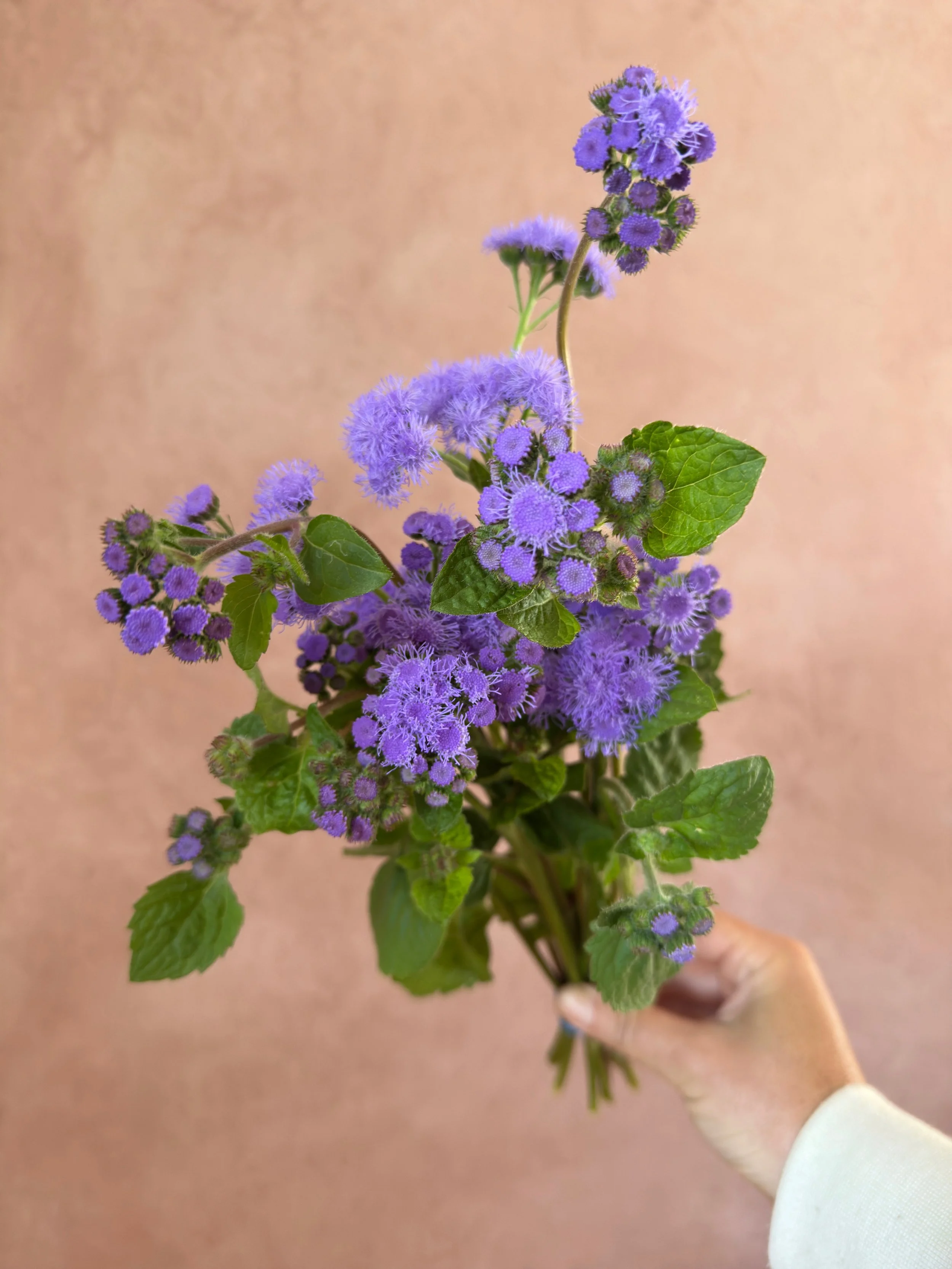 AGERATUM houstonianum Tall Blue Planet