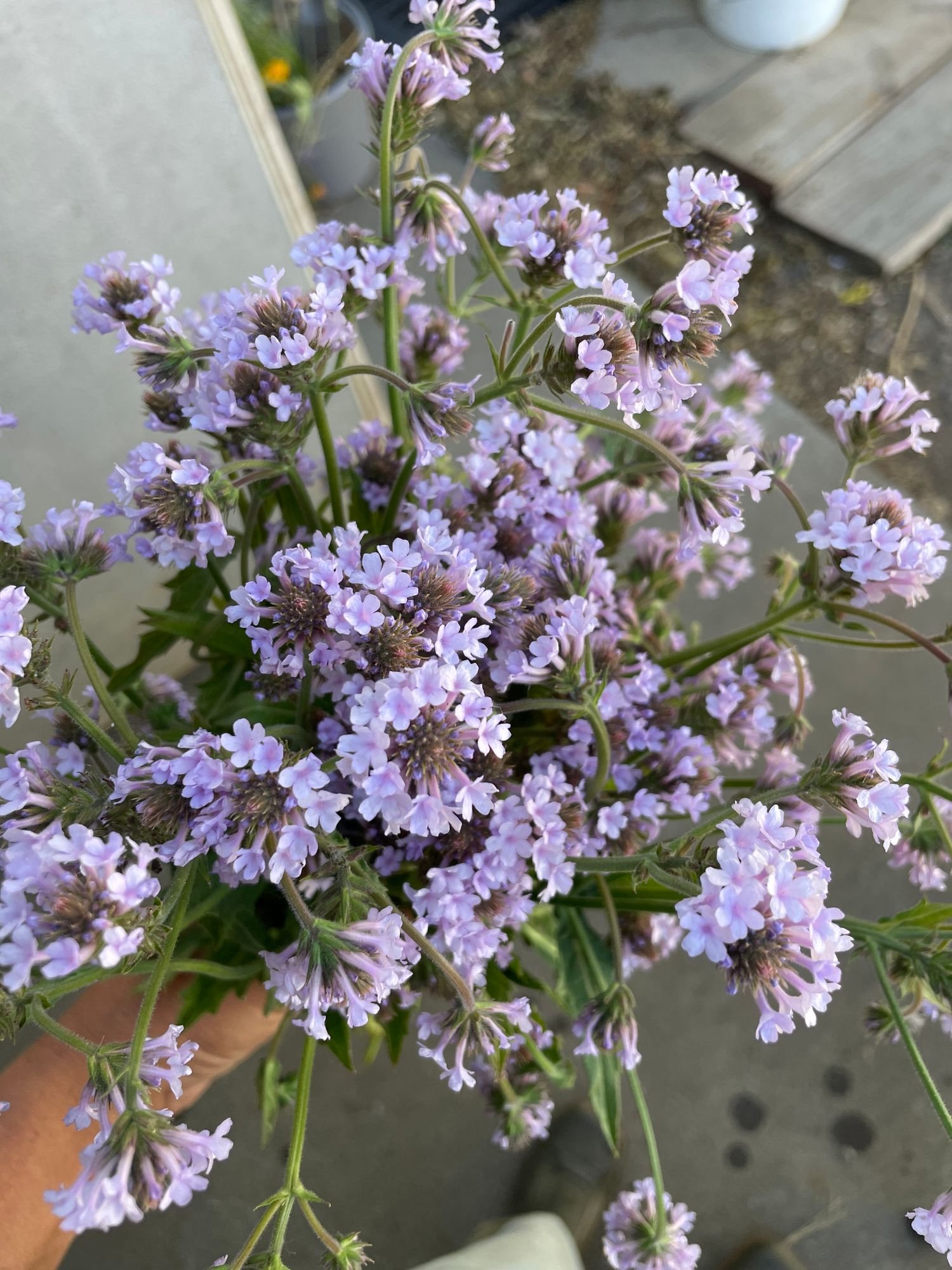 Verbena 'Polaris'