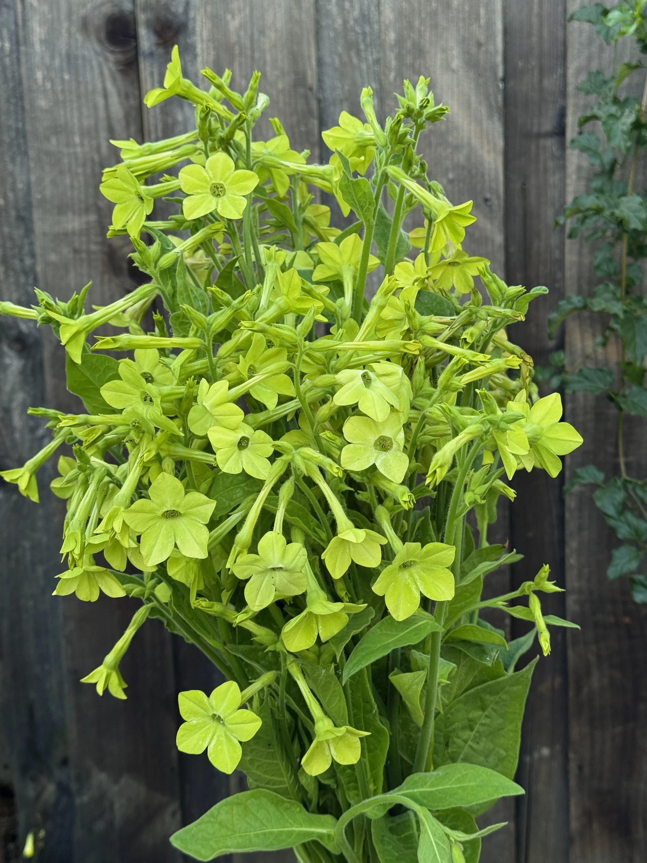 NICOTIANA alata Lime Green
