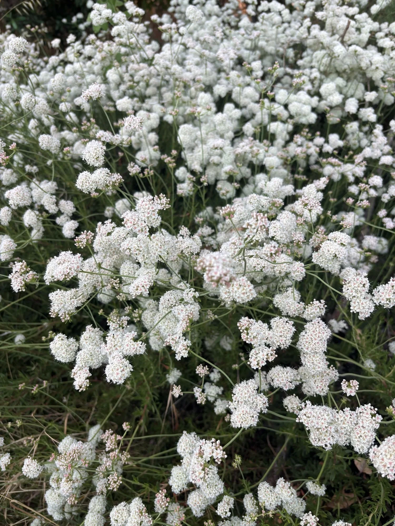 ERIOGONUM fasciculatum Warriner Lytle