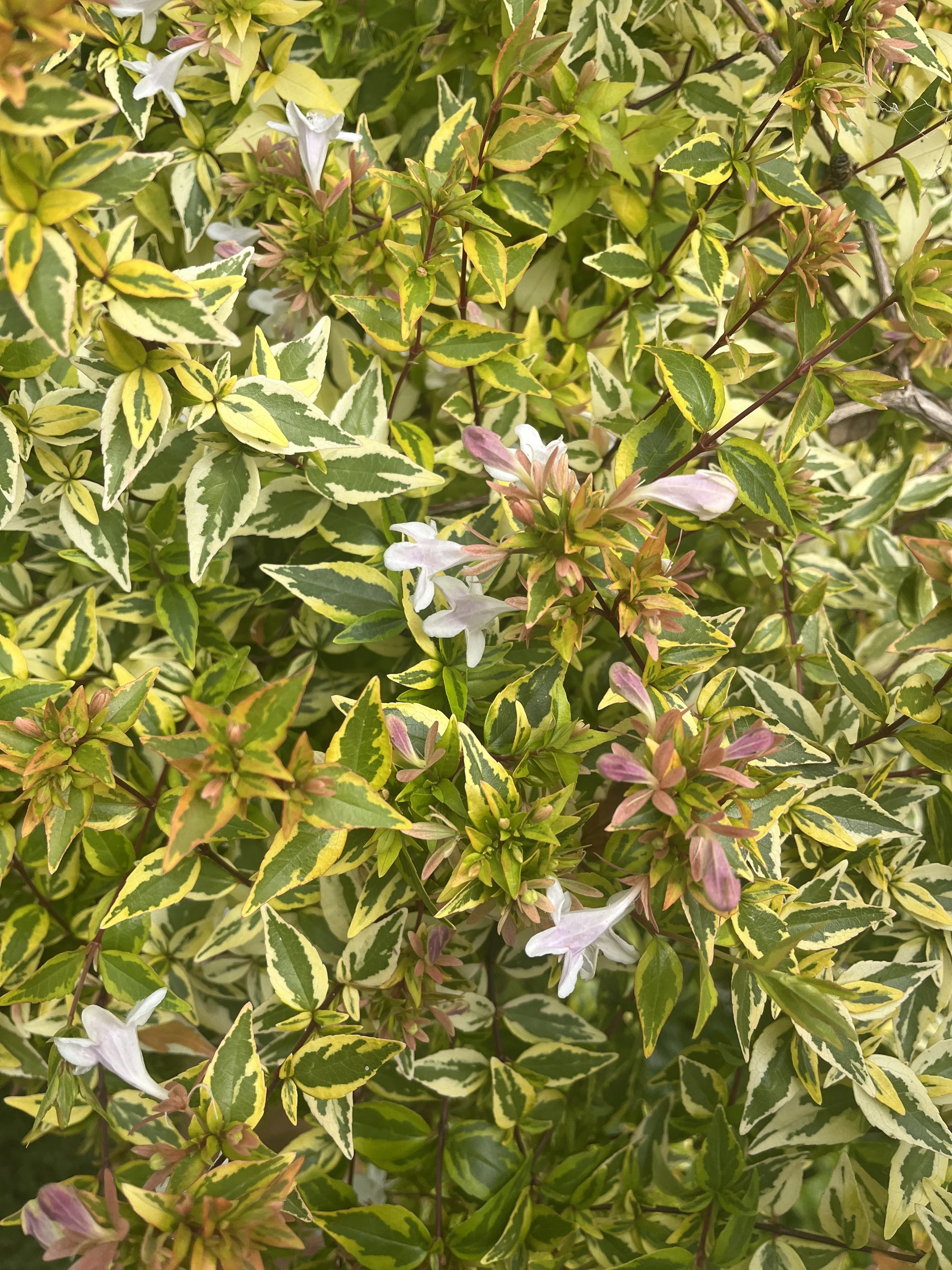 ABELIA x grandiflora Kaleidoscope