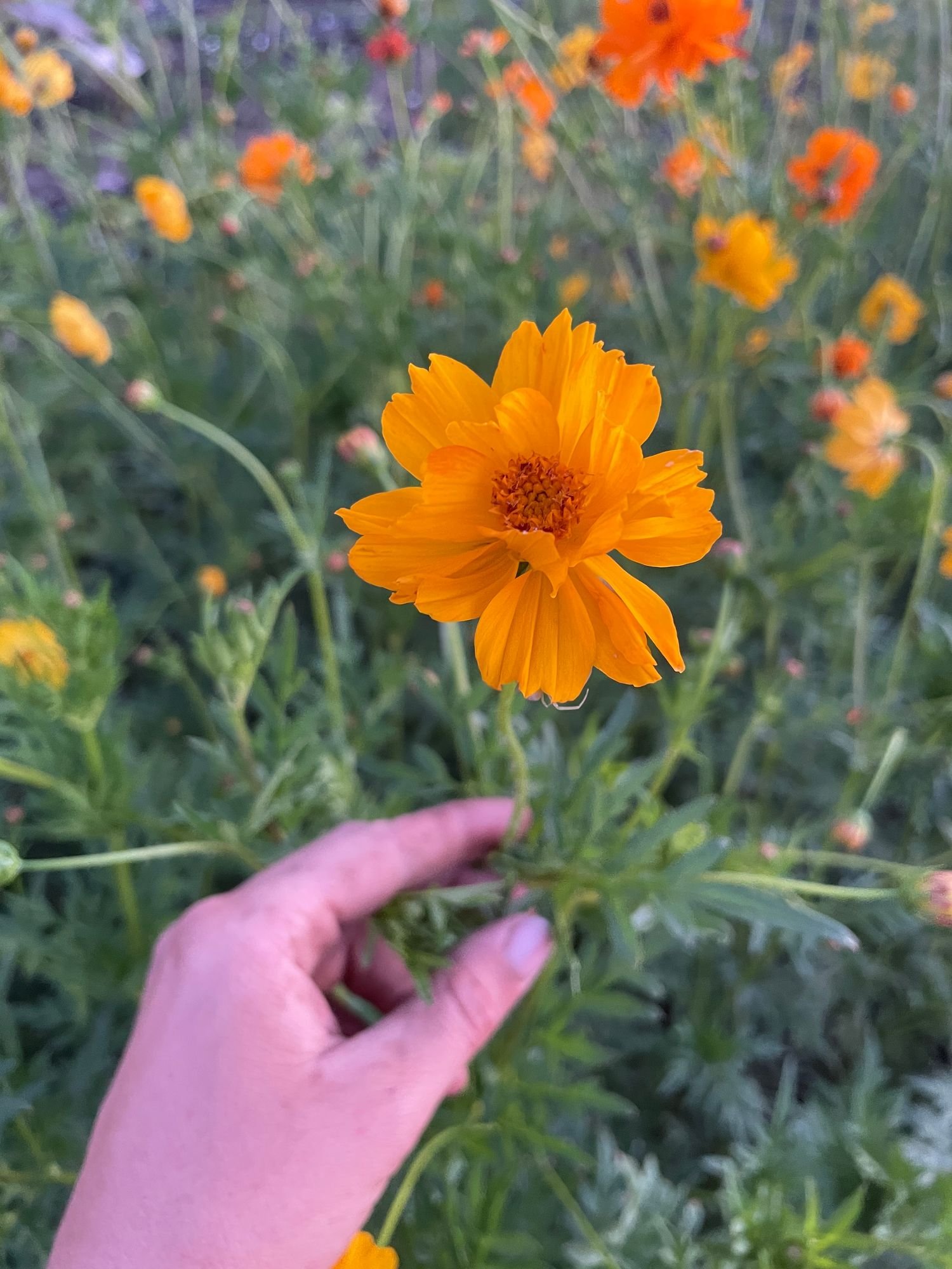Cosmos 'Crest Lemon'