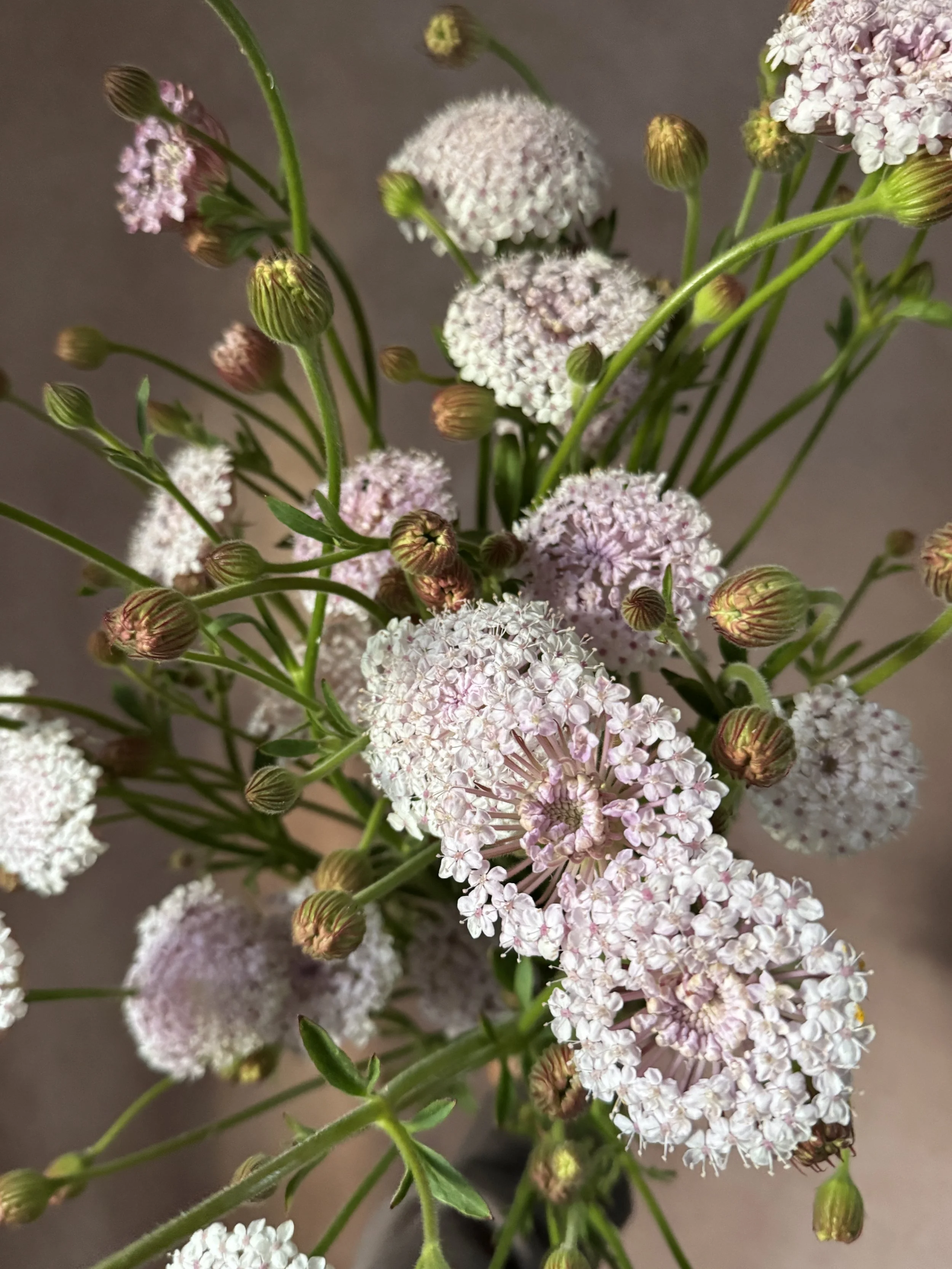 TRACHYMENE coerulea Lacy Pink (Didiscus)