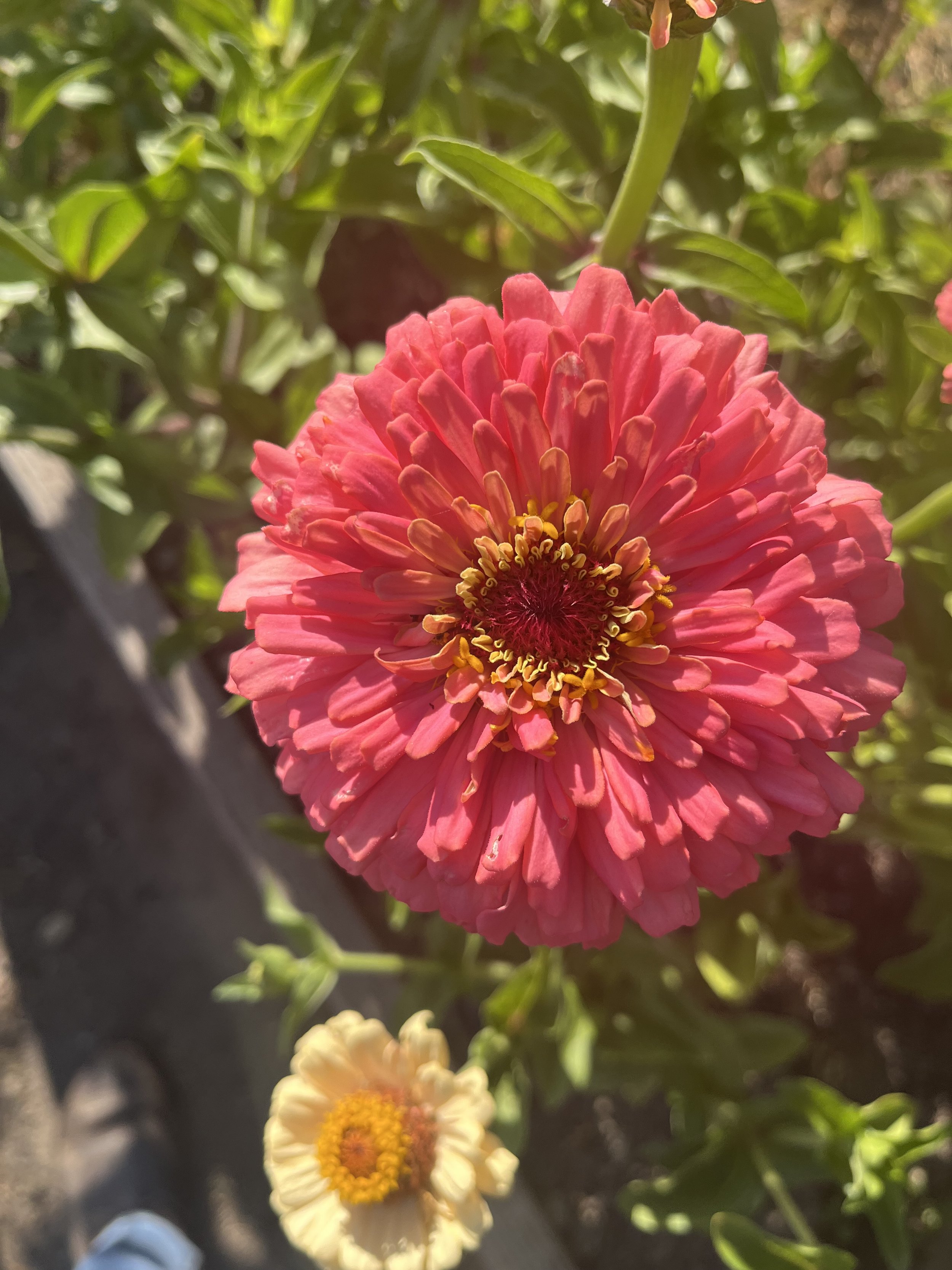 Zinnia 'Hot Pink'