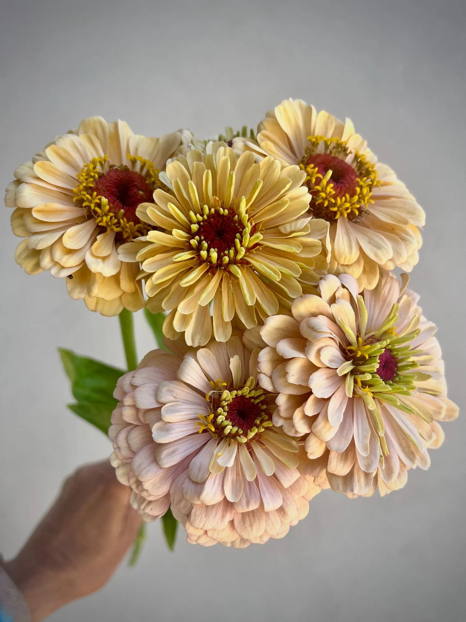ZINNIA elegans Precious Metals