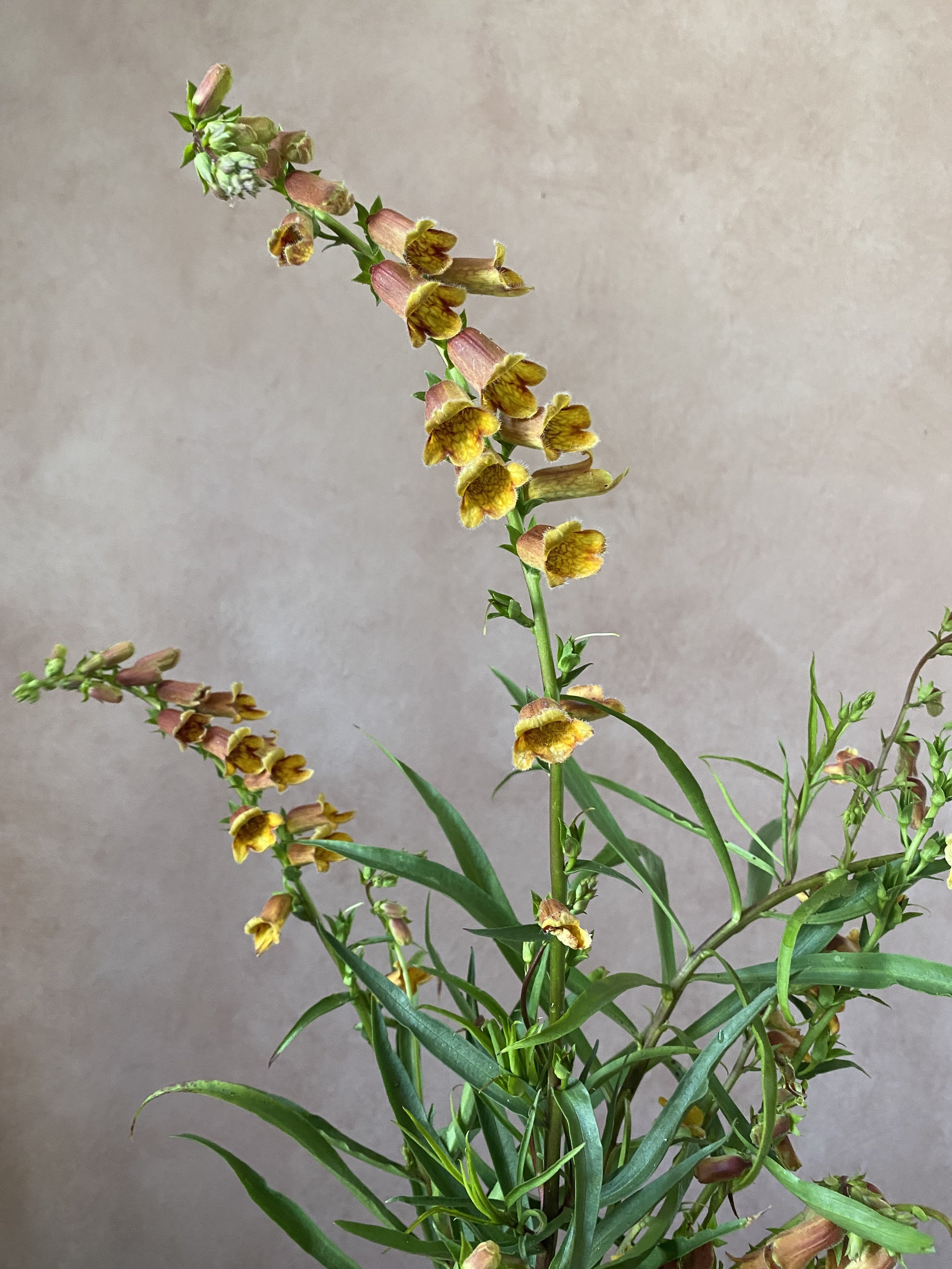 Digitalis obscura