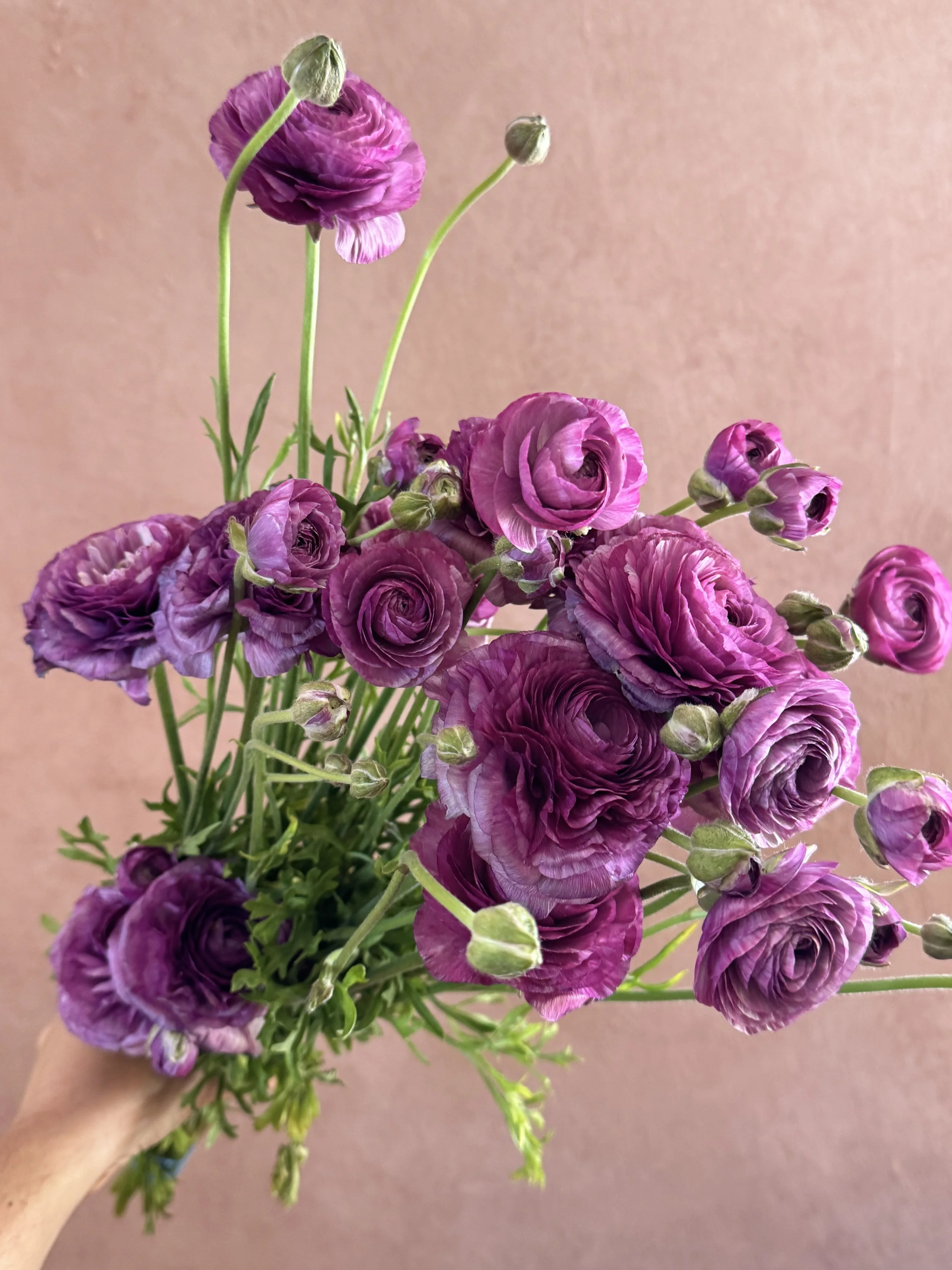 RANUNCULUS Romance Loubeyres