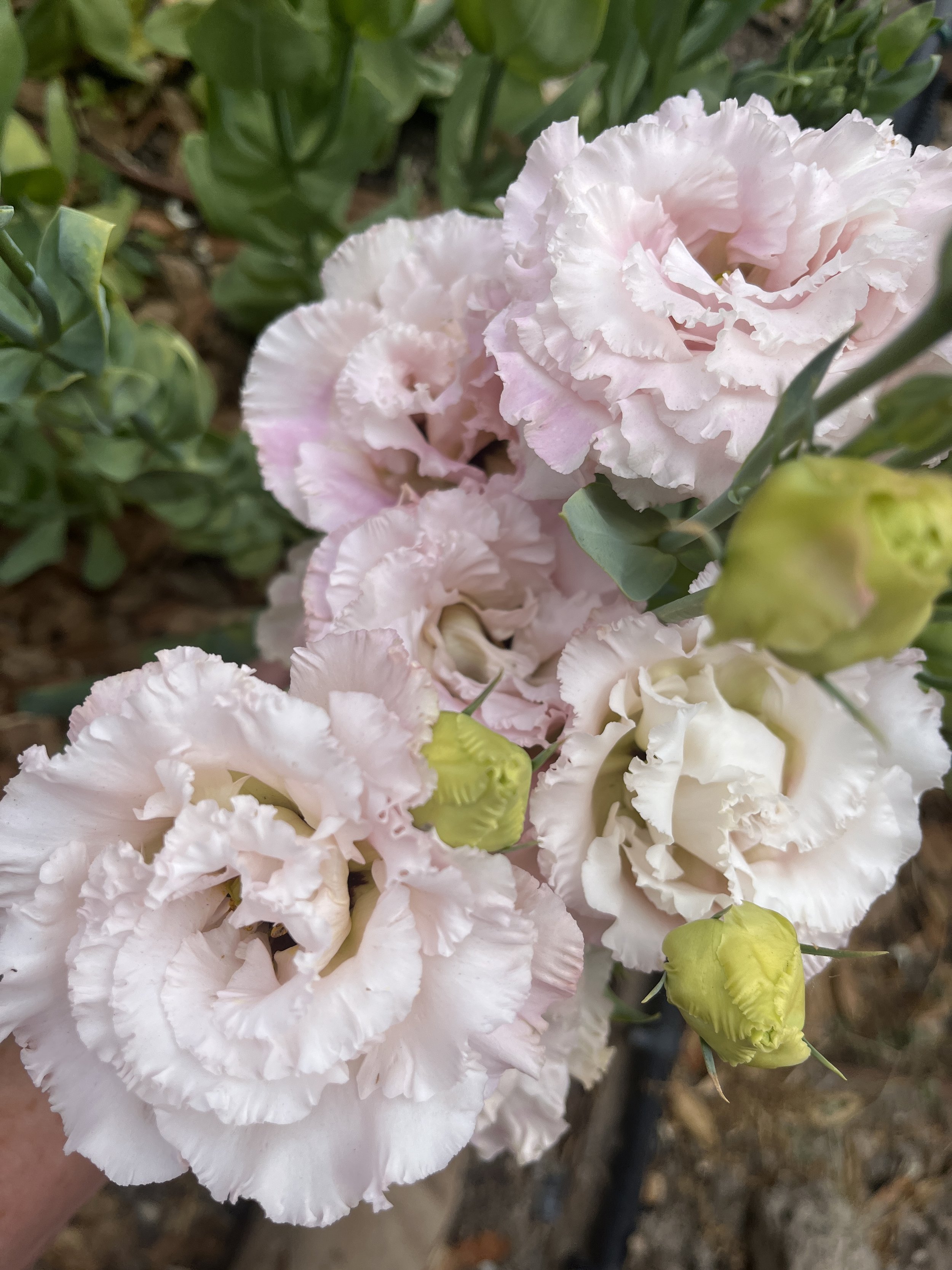 EUSTOMA grandiflorum Celeb Misty Pink