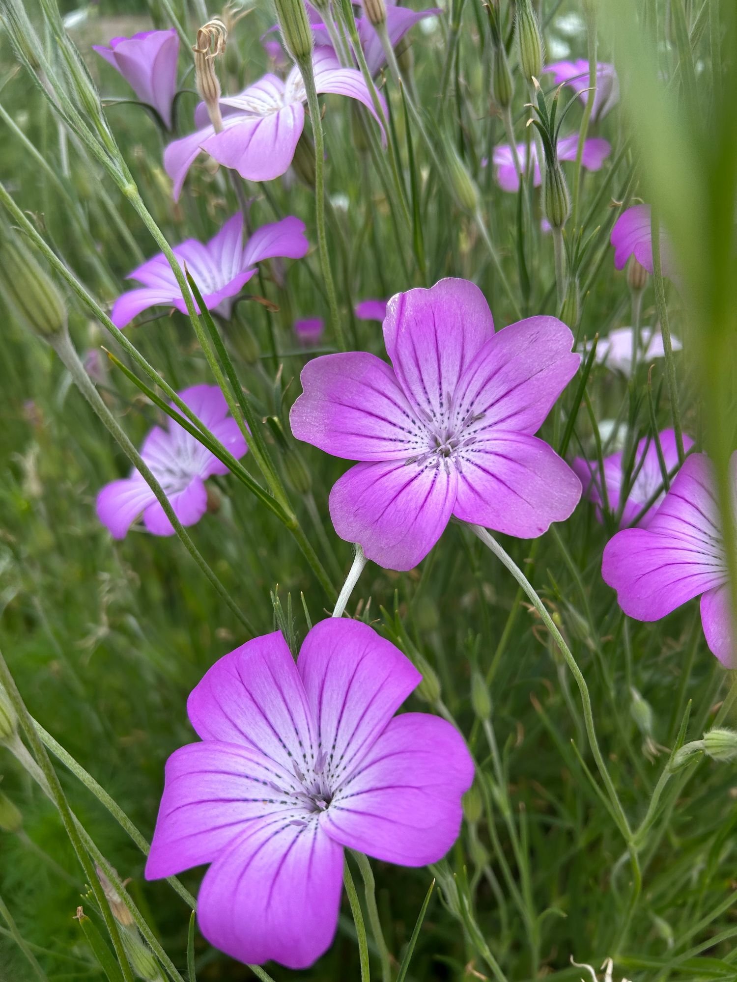 AGROSTEMMA githago Purple Queen