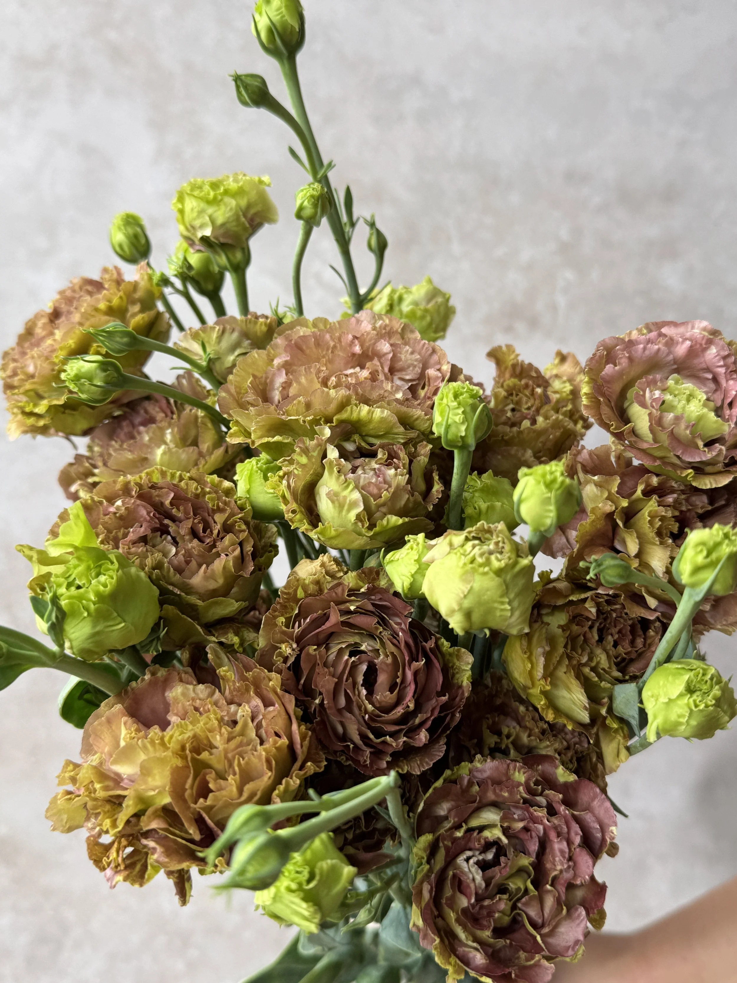 EUSTOMA grandiflorum Rosanne Terracotta