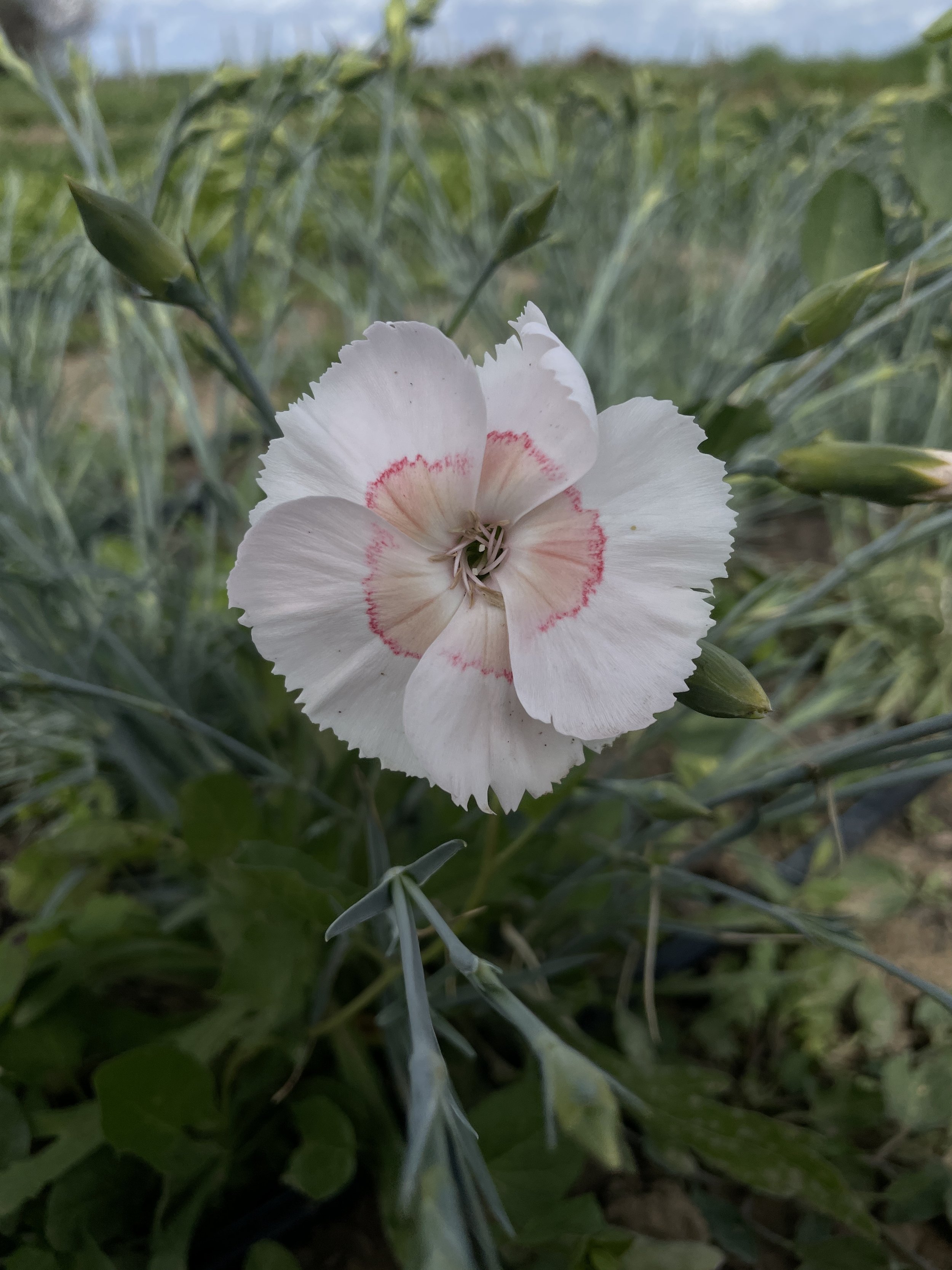 Dianthus 'Georgia Peach' $11 bu