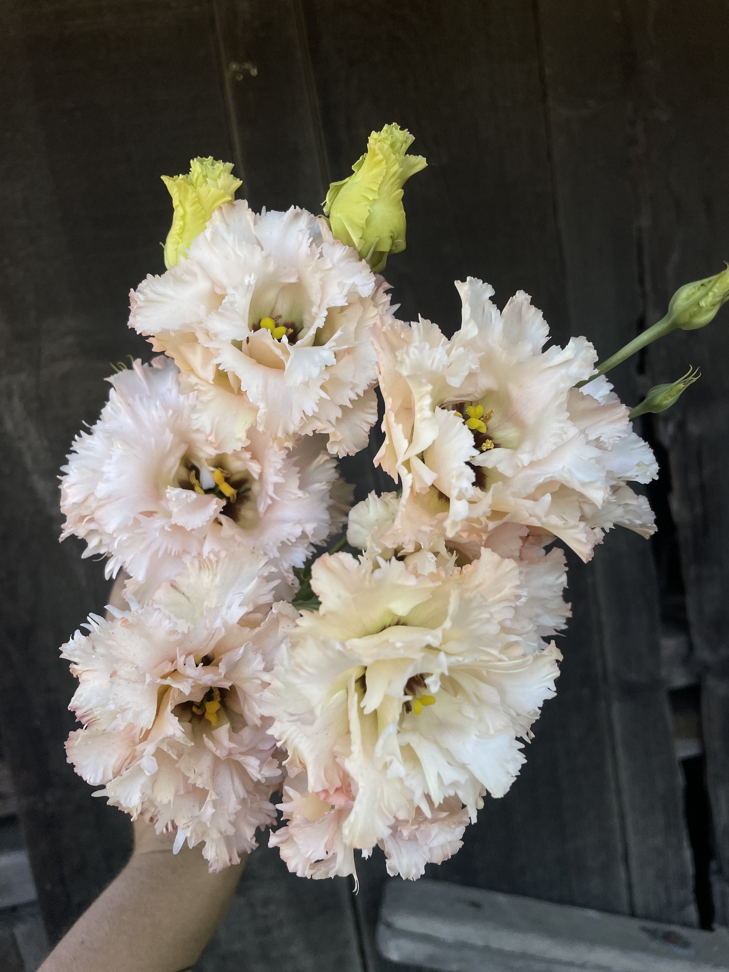 EUSTOMA grandiflorum Celeb Feathered Peach