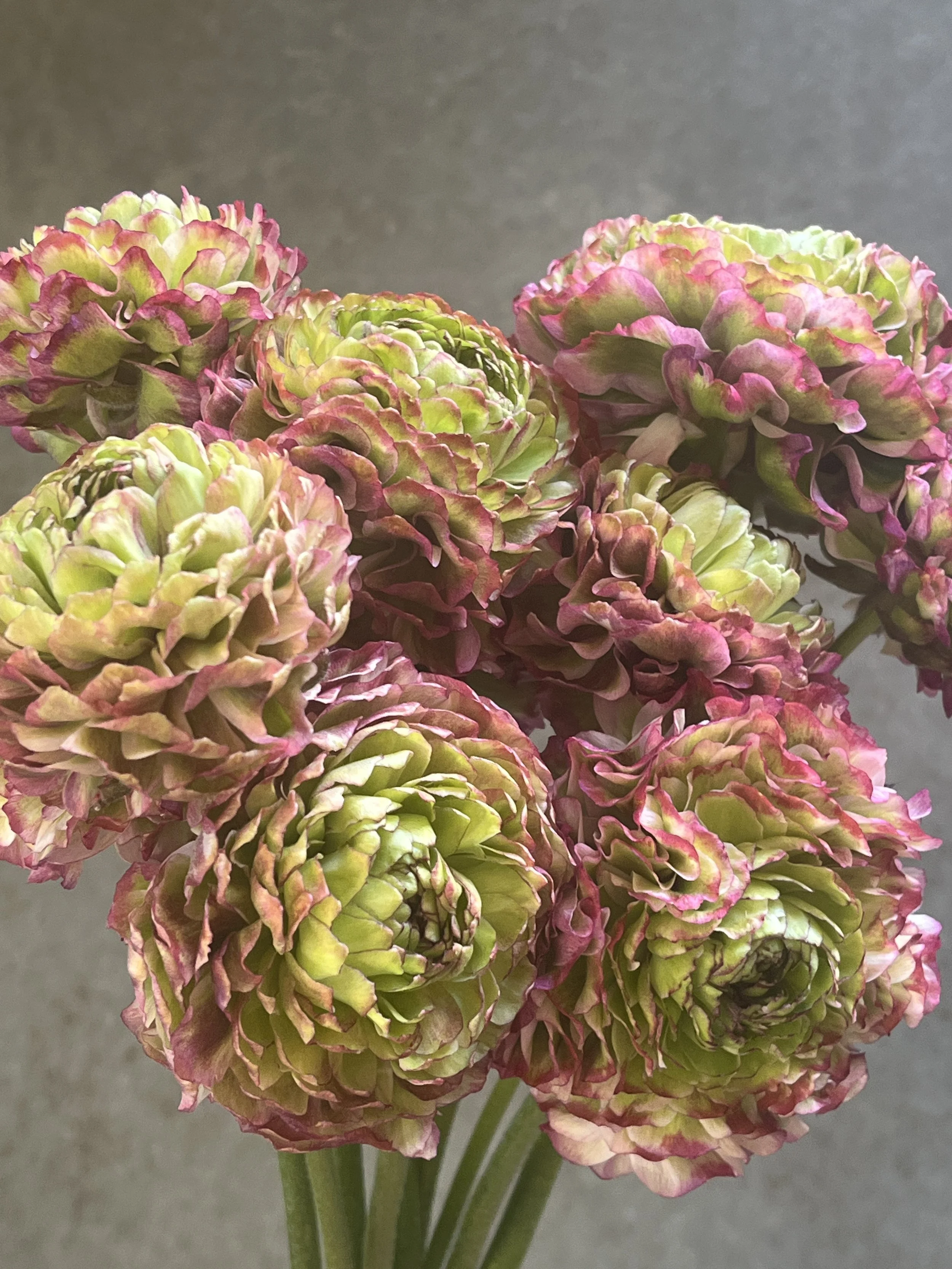 RANUNCULUS Cloni Pon Pon Malva