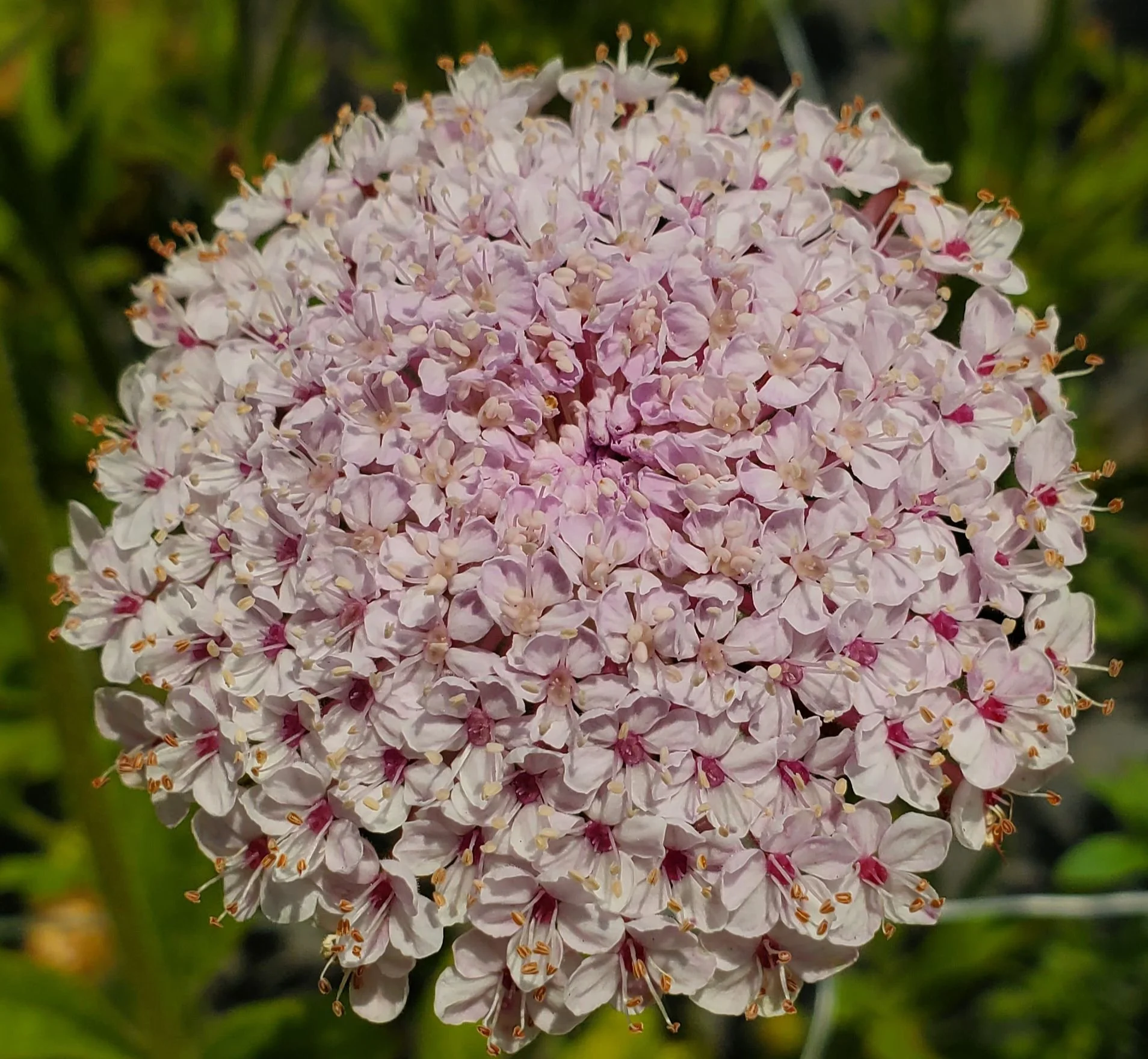 TRACHYMENE coerulea Lacy Pink