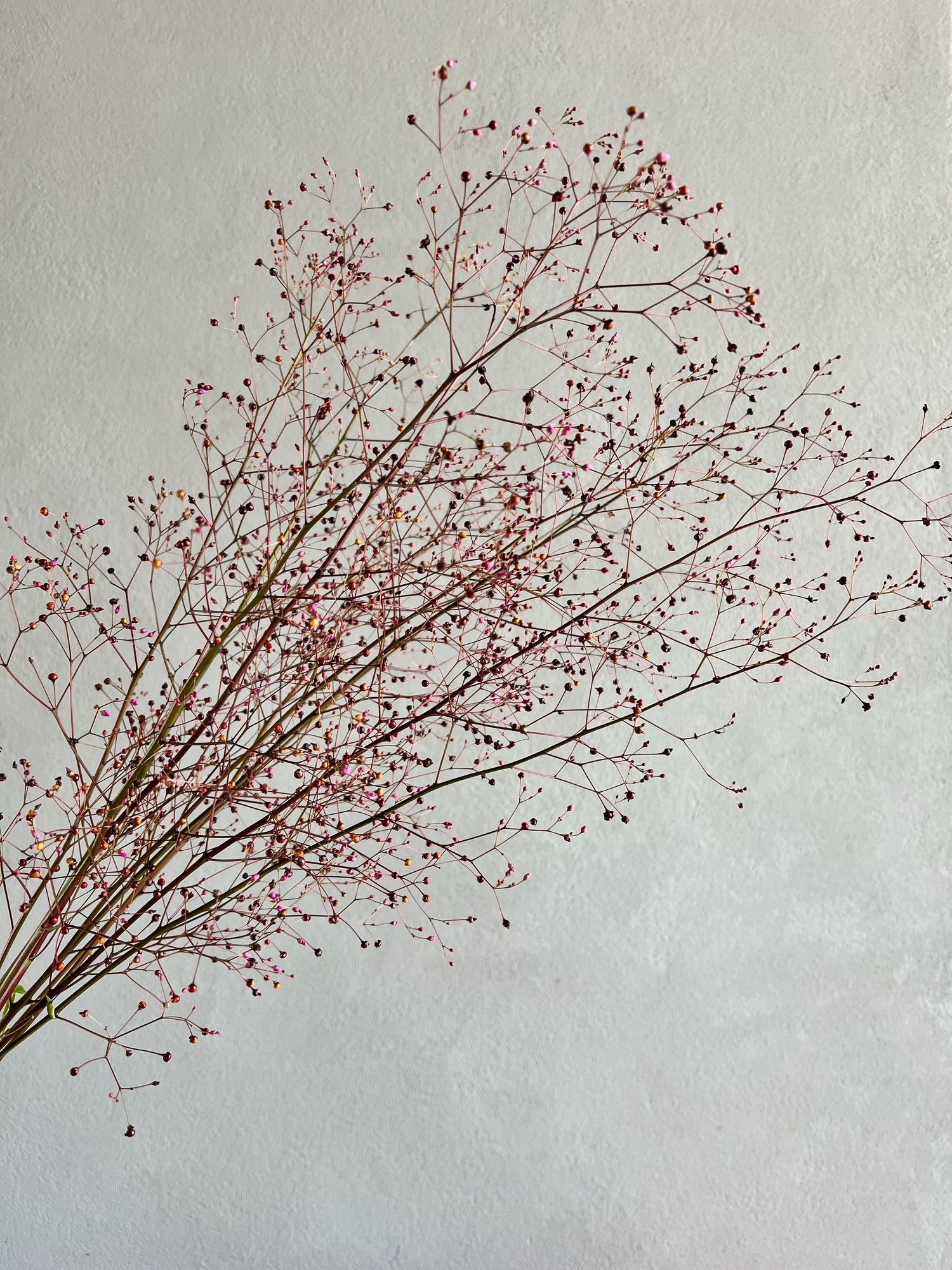 TALINUM paniculatum Limon