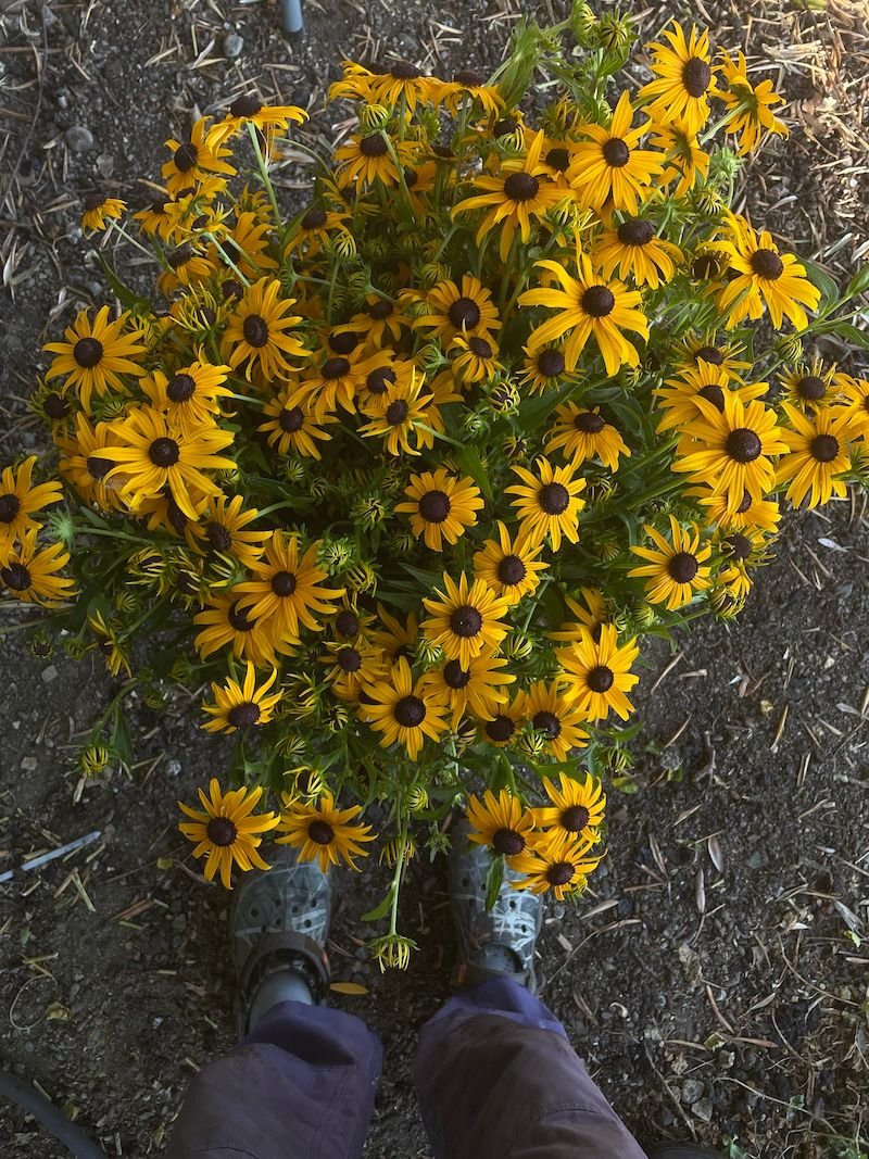 Rudbeckia fulgida goldstrum