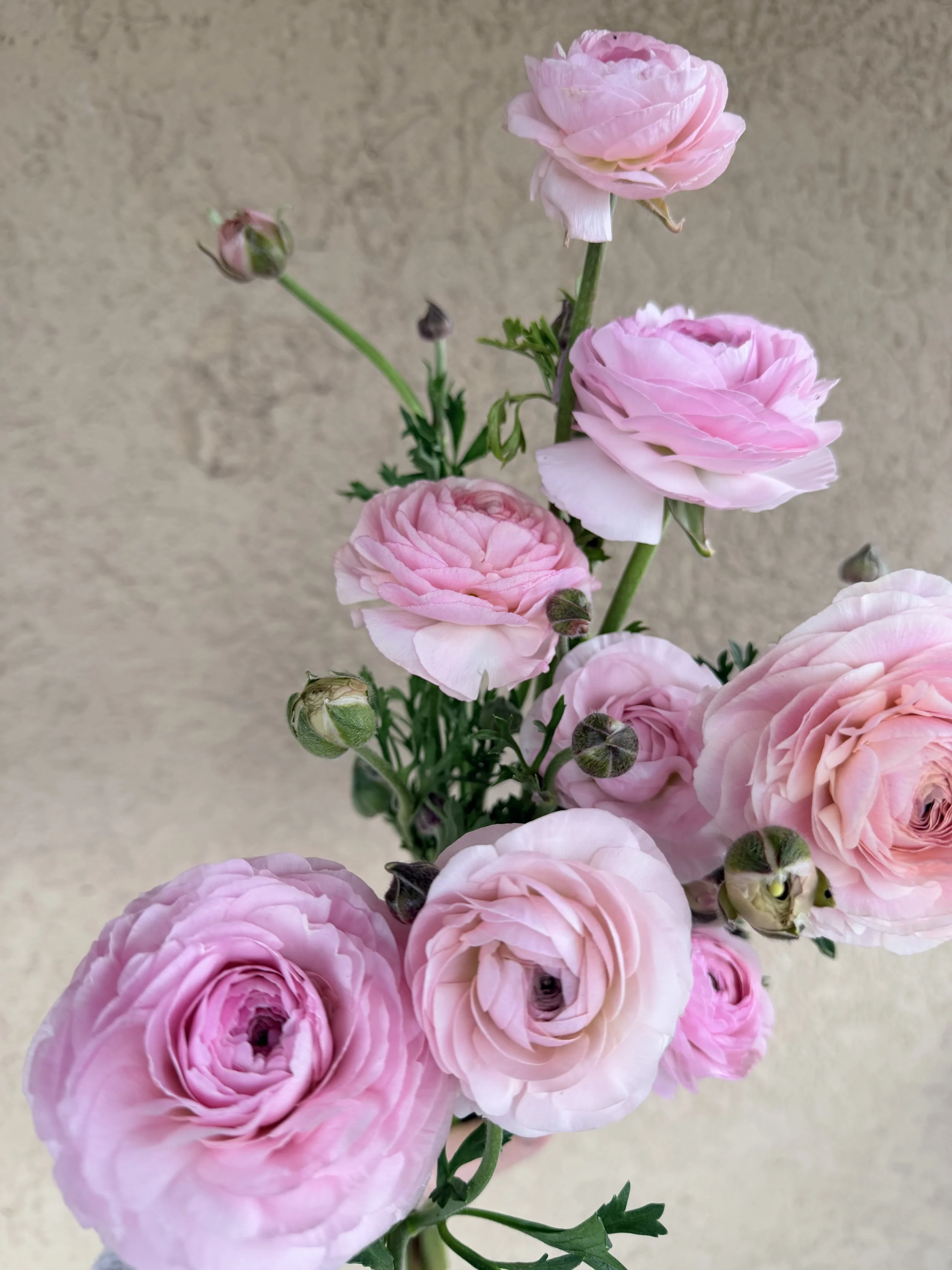 RANUNCULUS Romance Seine