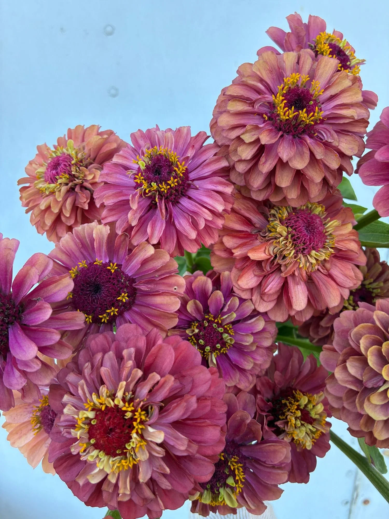ZINNIA elegans Queeny Lime Red