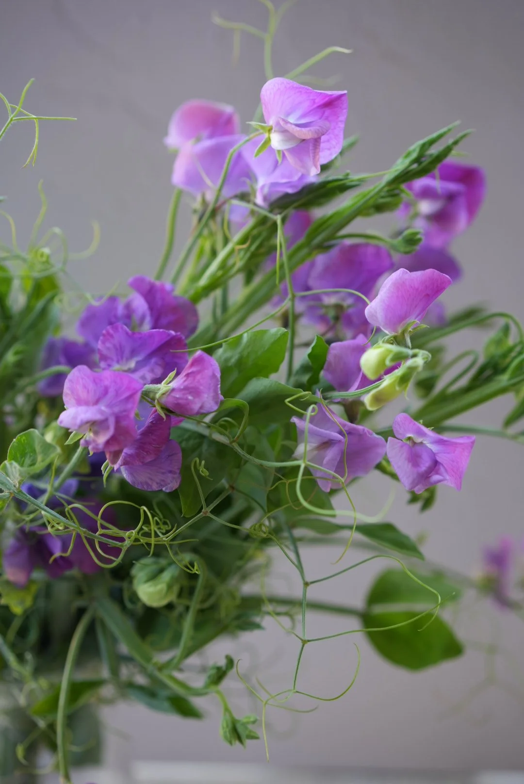 LATHYRUS odoratus Mauve/Purple Mix