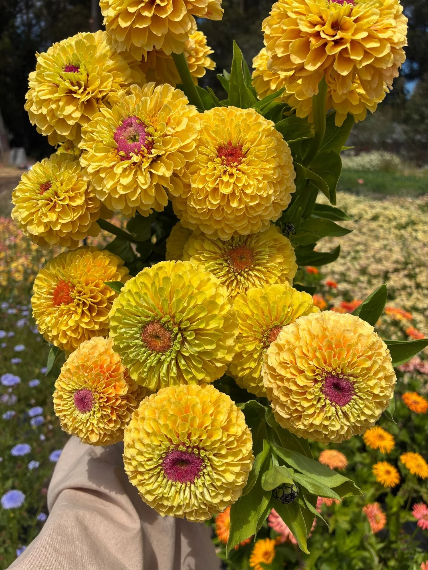 ZINNIA elegans Queeny Lemon Peach