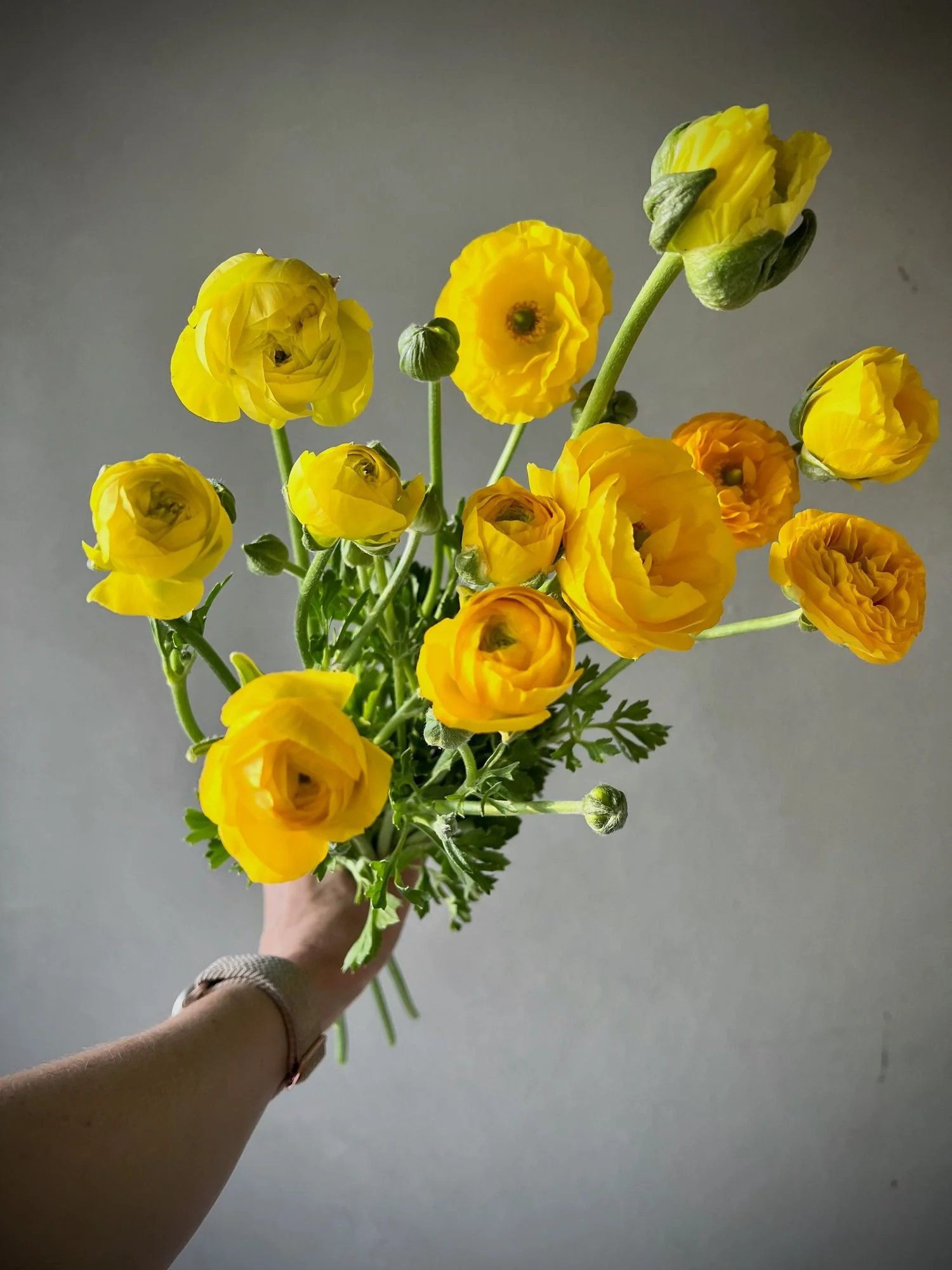 RANUNCULUS Tecolote Yellow