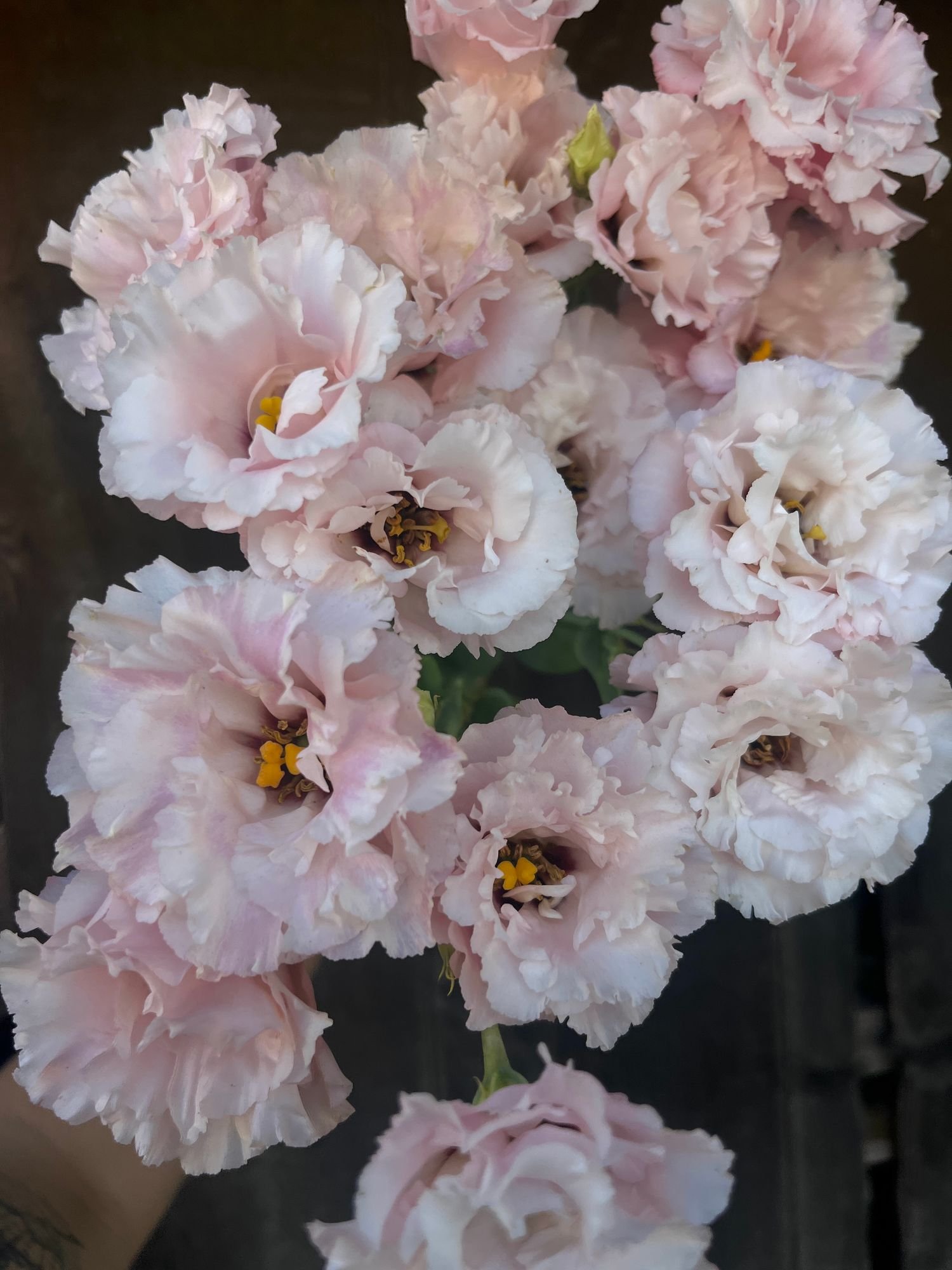 EUSTOMA grandiflorum Celeb Queen