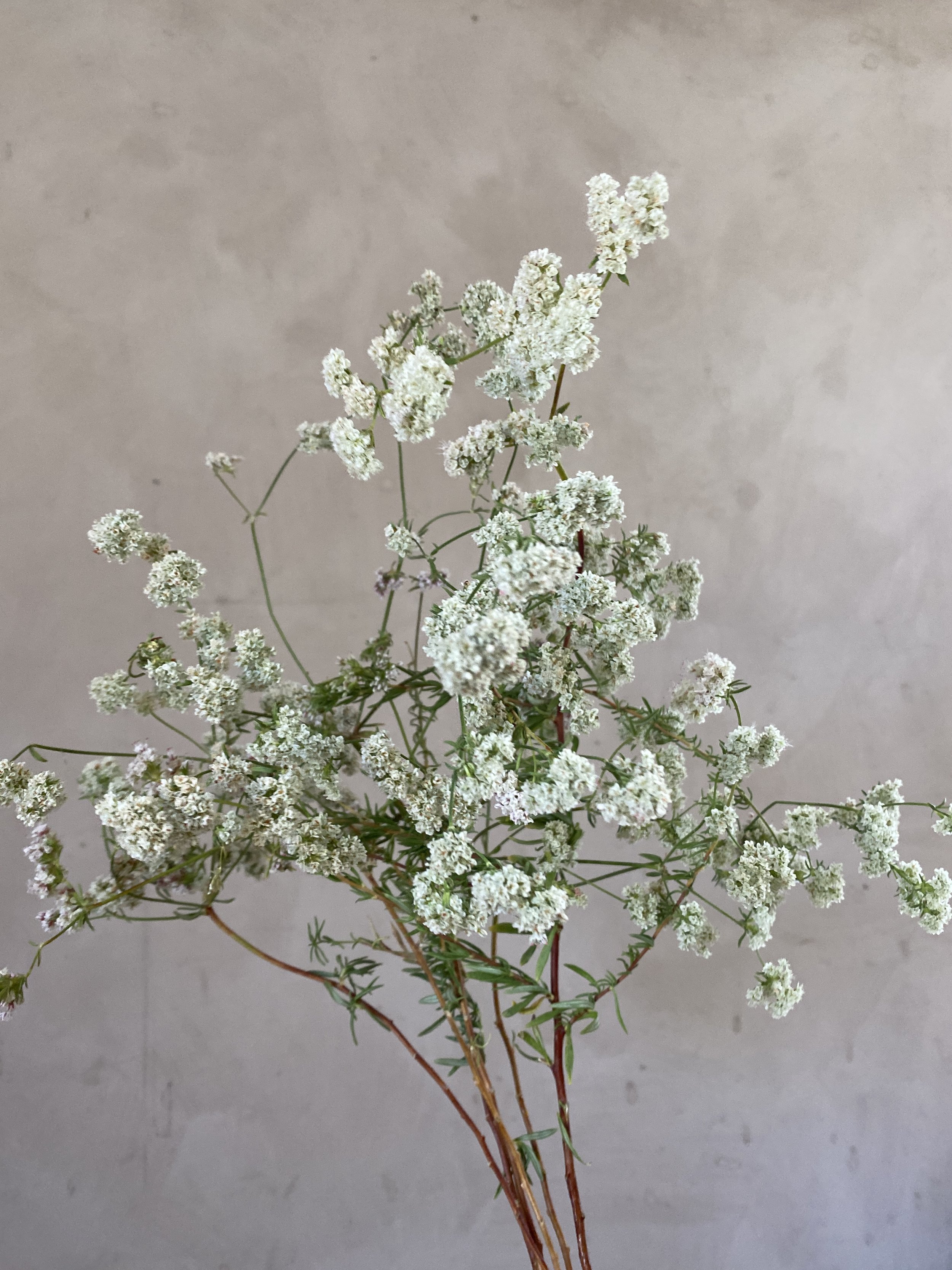 Eriogonum fasciculatum 'Warriner Lytle'