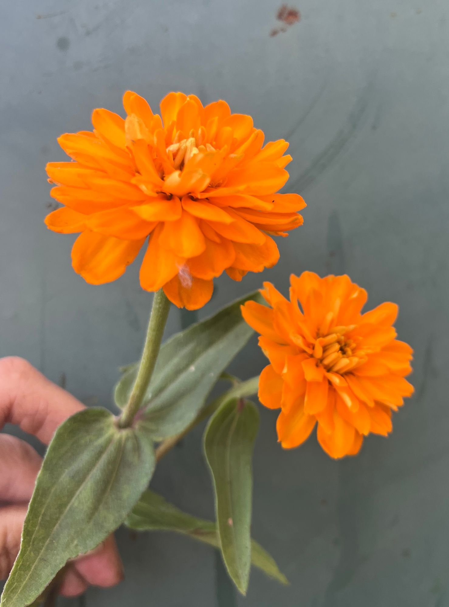 ZINNIA x Profusion Orange