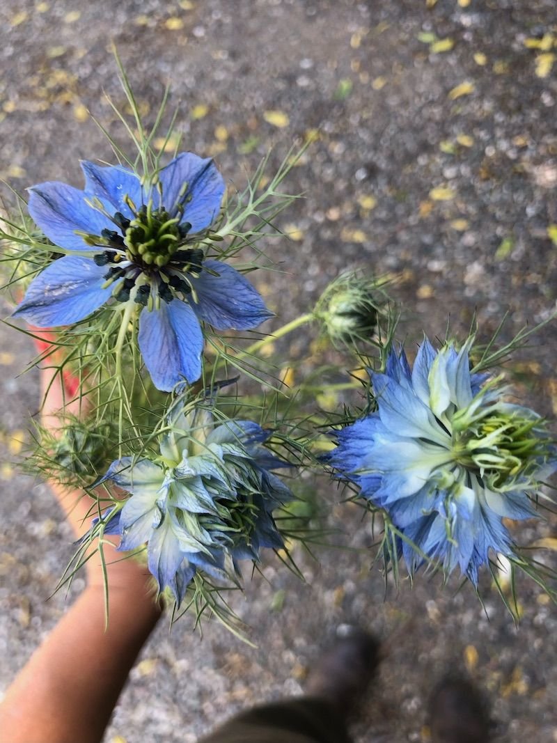 NIGELLA damascena Miss Jekyll