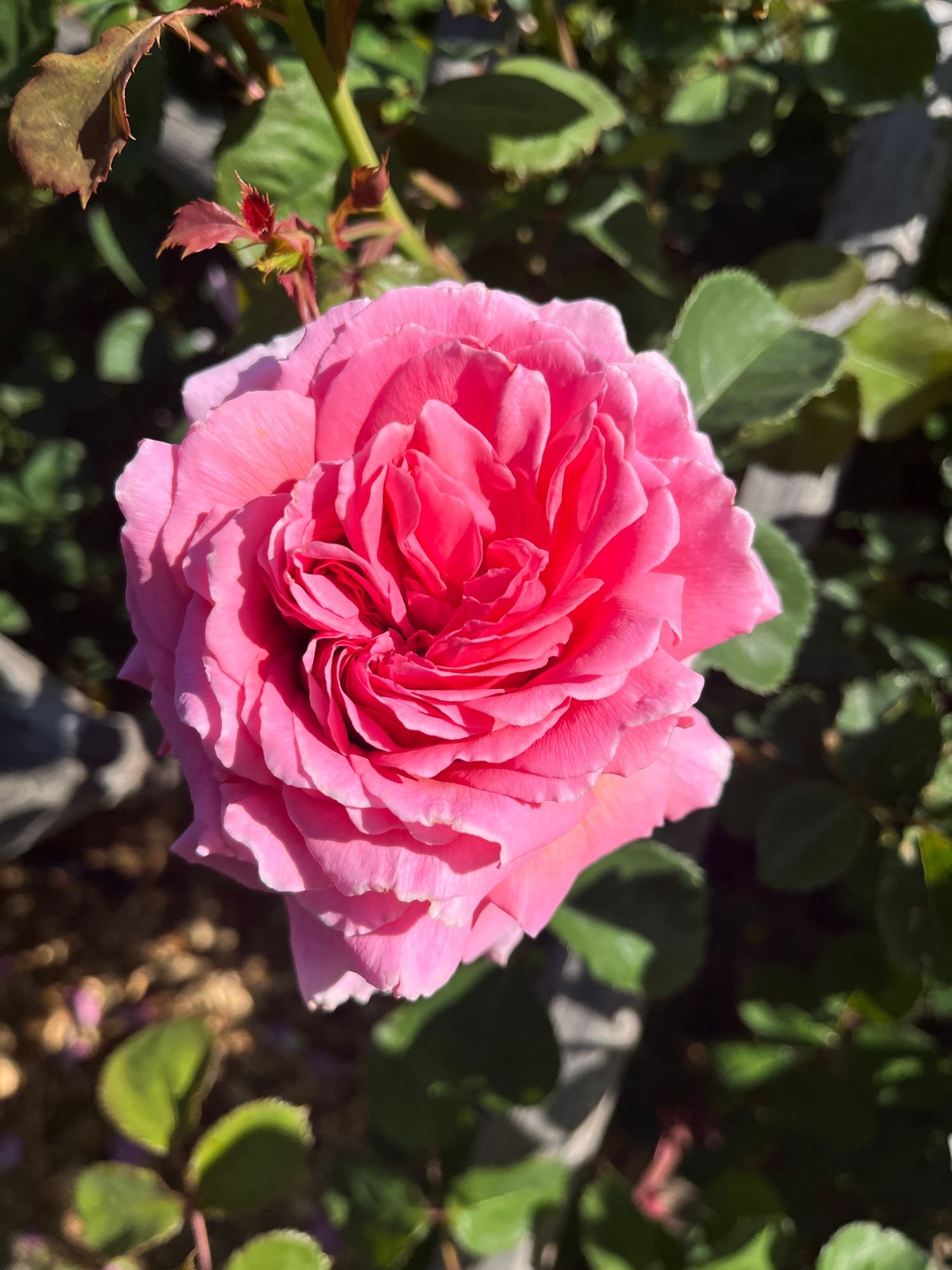 ROSA hybrida James Galway