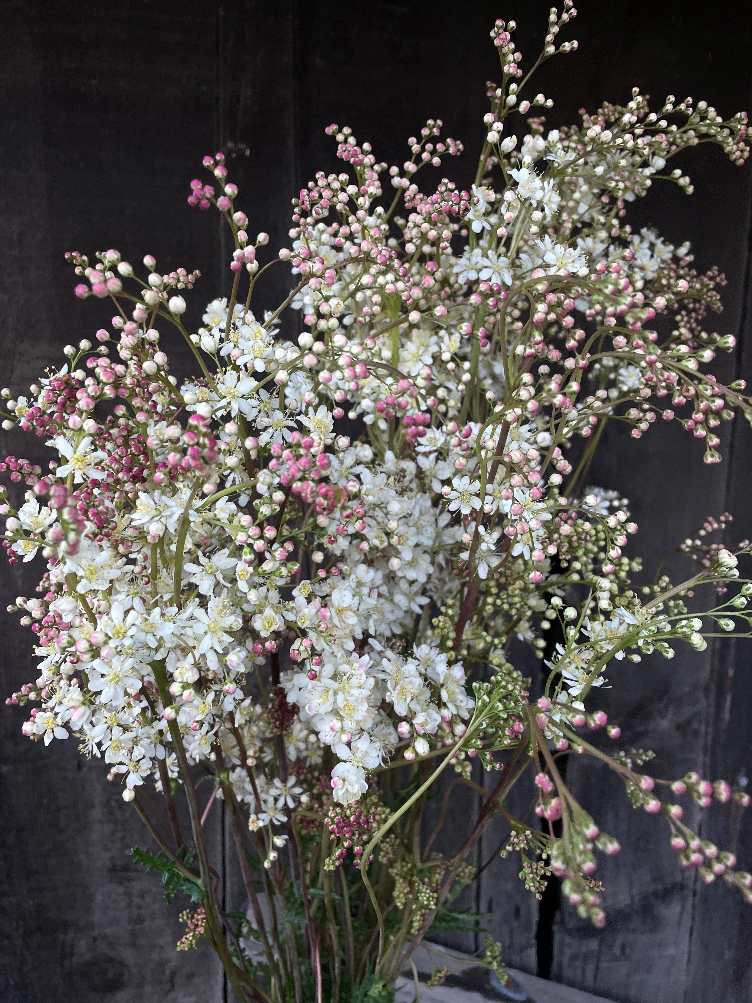 FILIPENDULA vulgaris