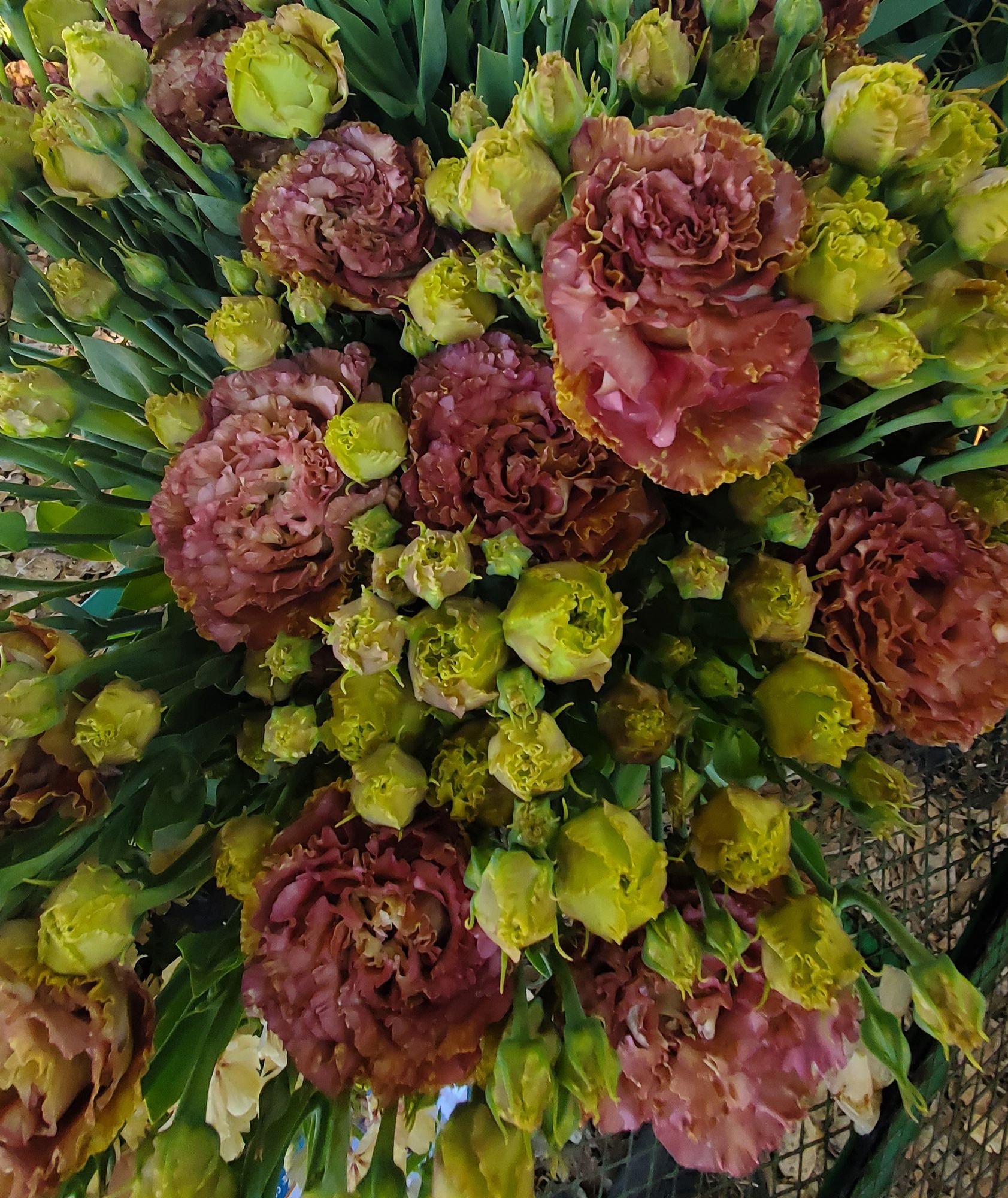 Lisianthus 'Rosanne'