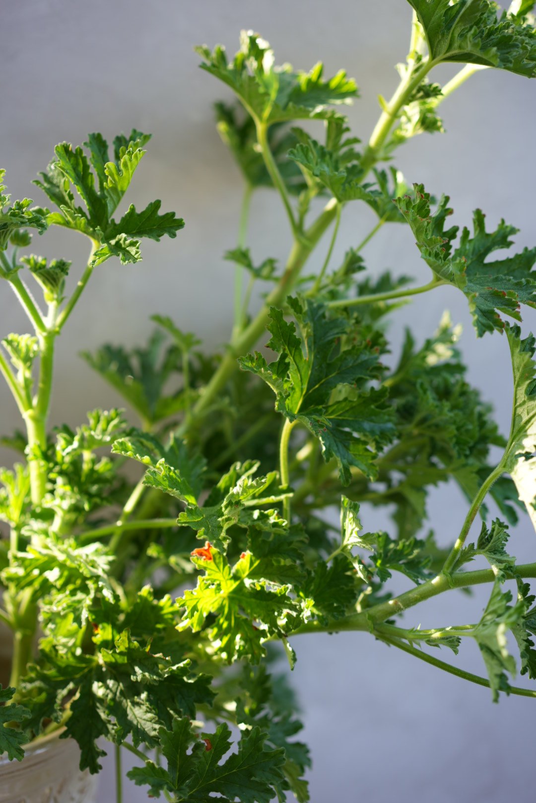 PELARGONIUM x hortorum