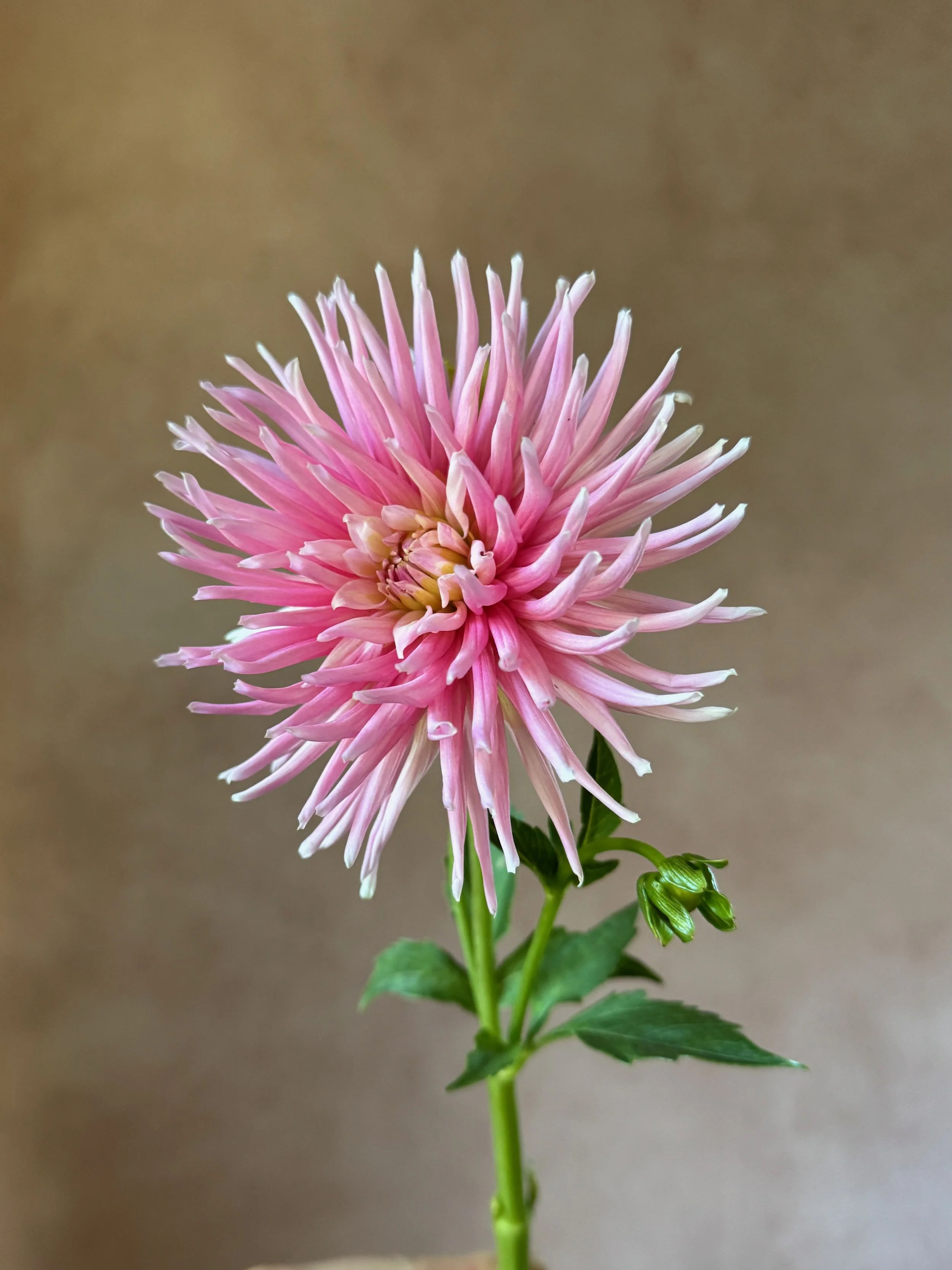 DAHLIA Pink Cactus