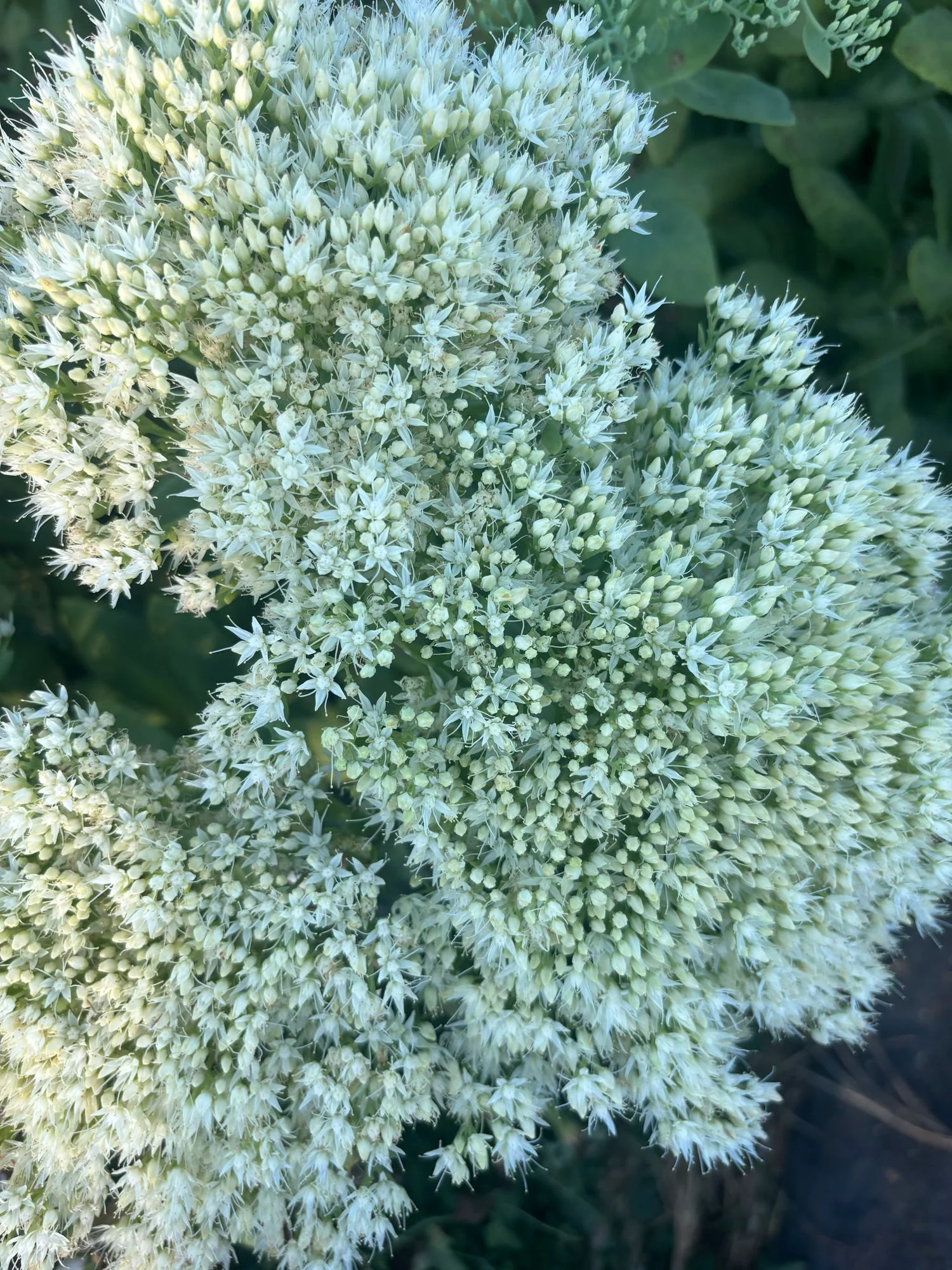 HYLOTELEPHIUM spectabile Stardust White