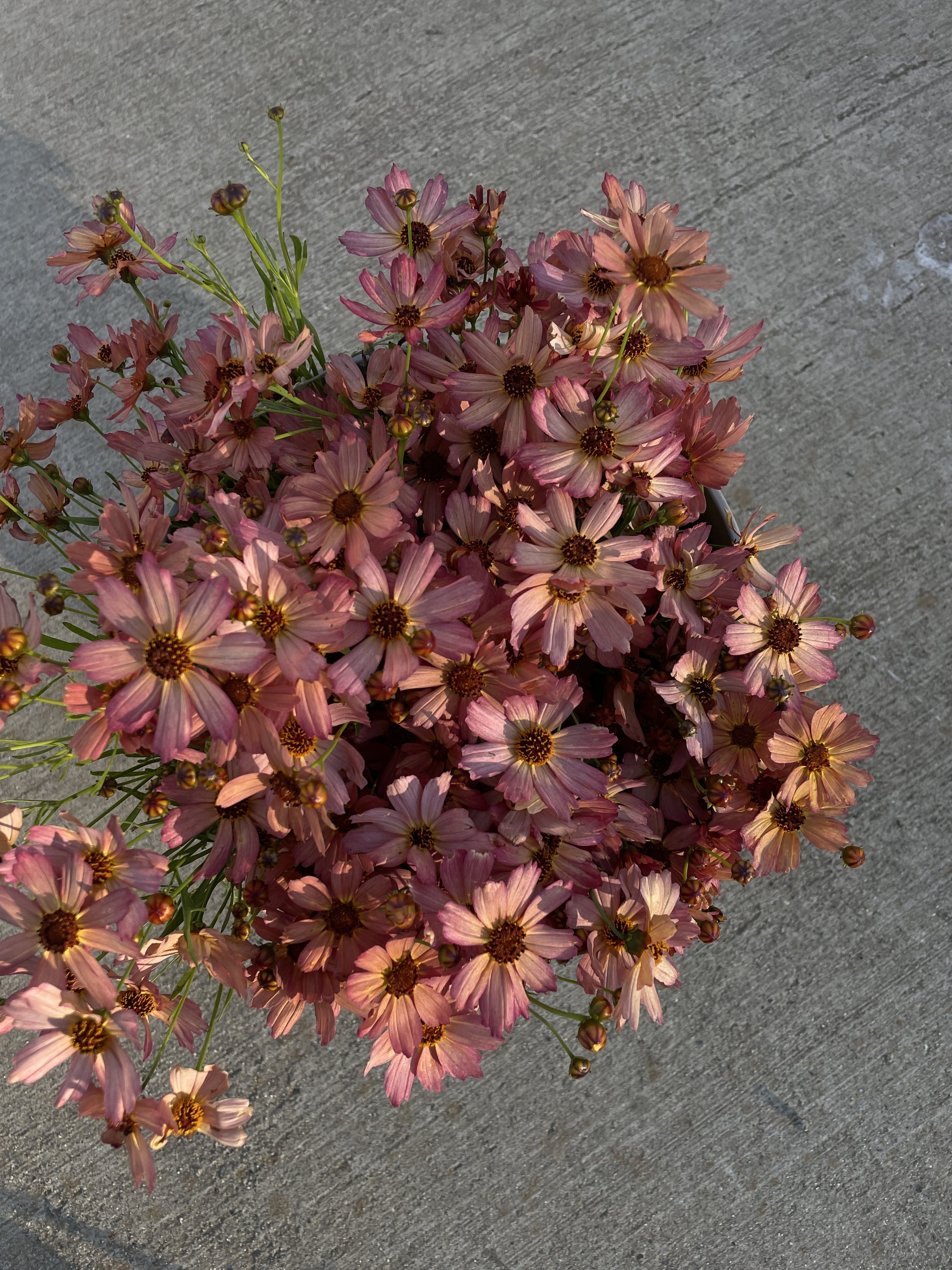 Coreopsis 'Desert Sandstone'