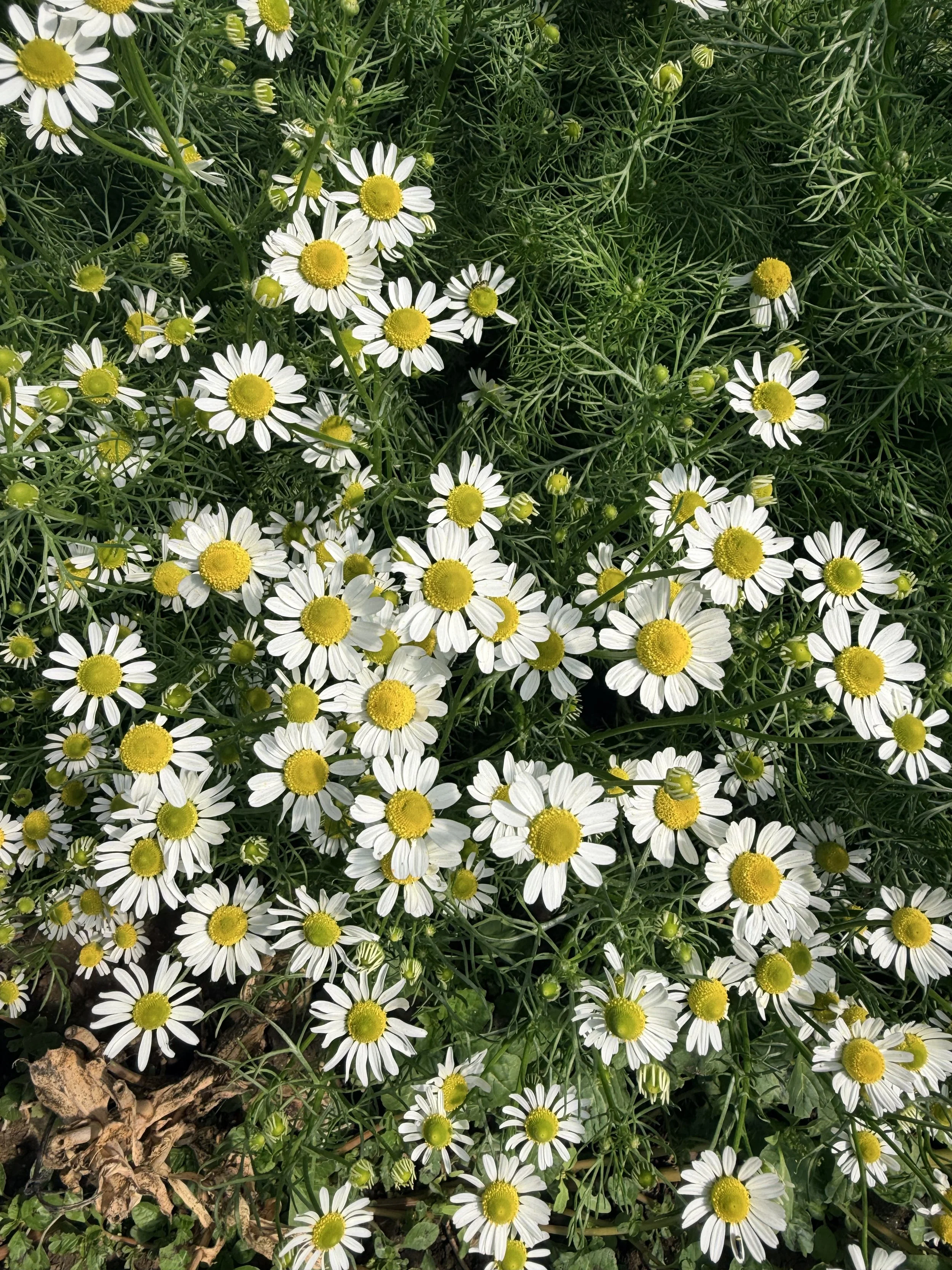 TANACETUM parthenium Vegmo Single