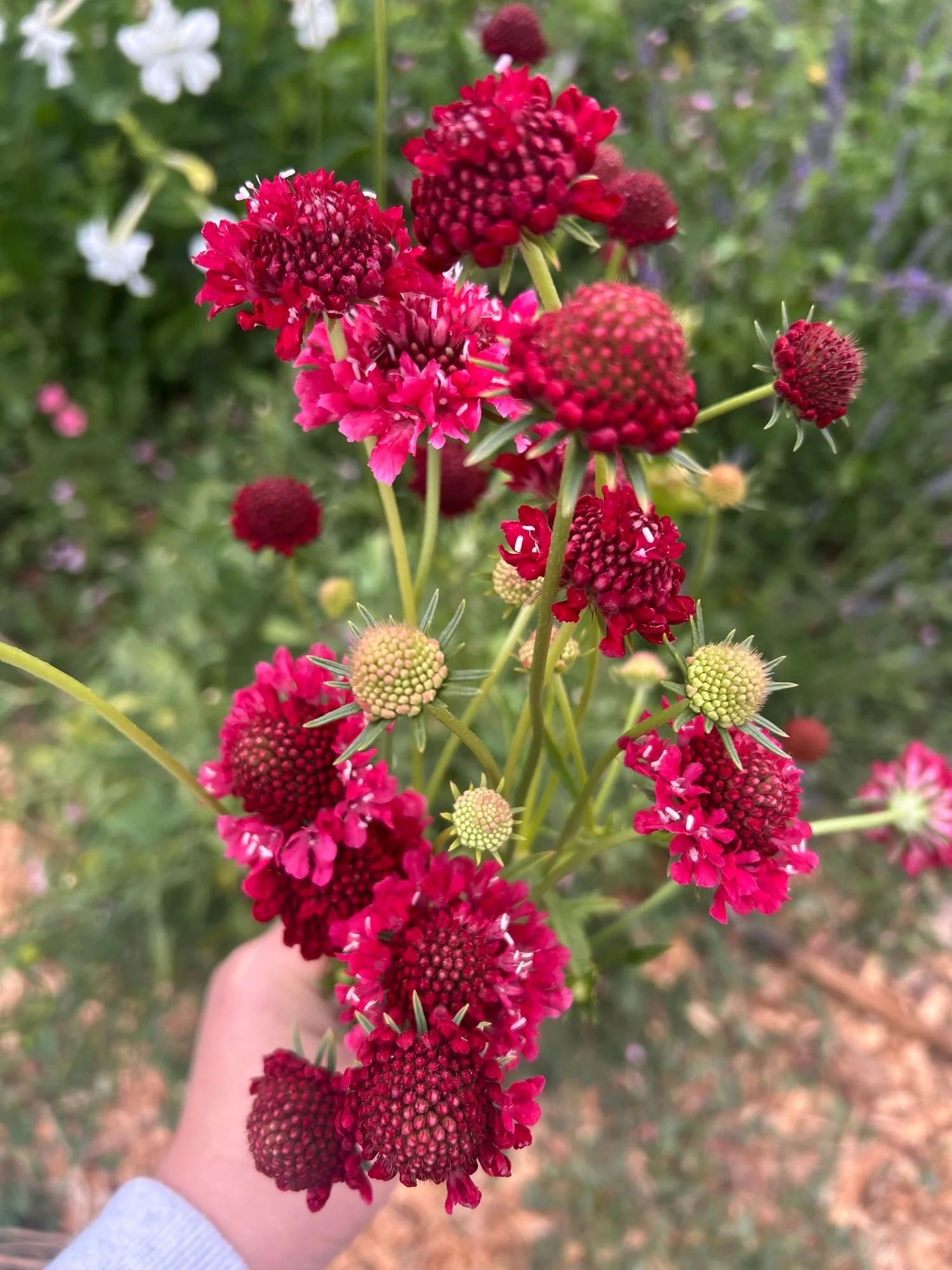 SCABIOSA atropurpurea Fire King