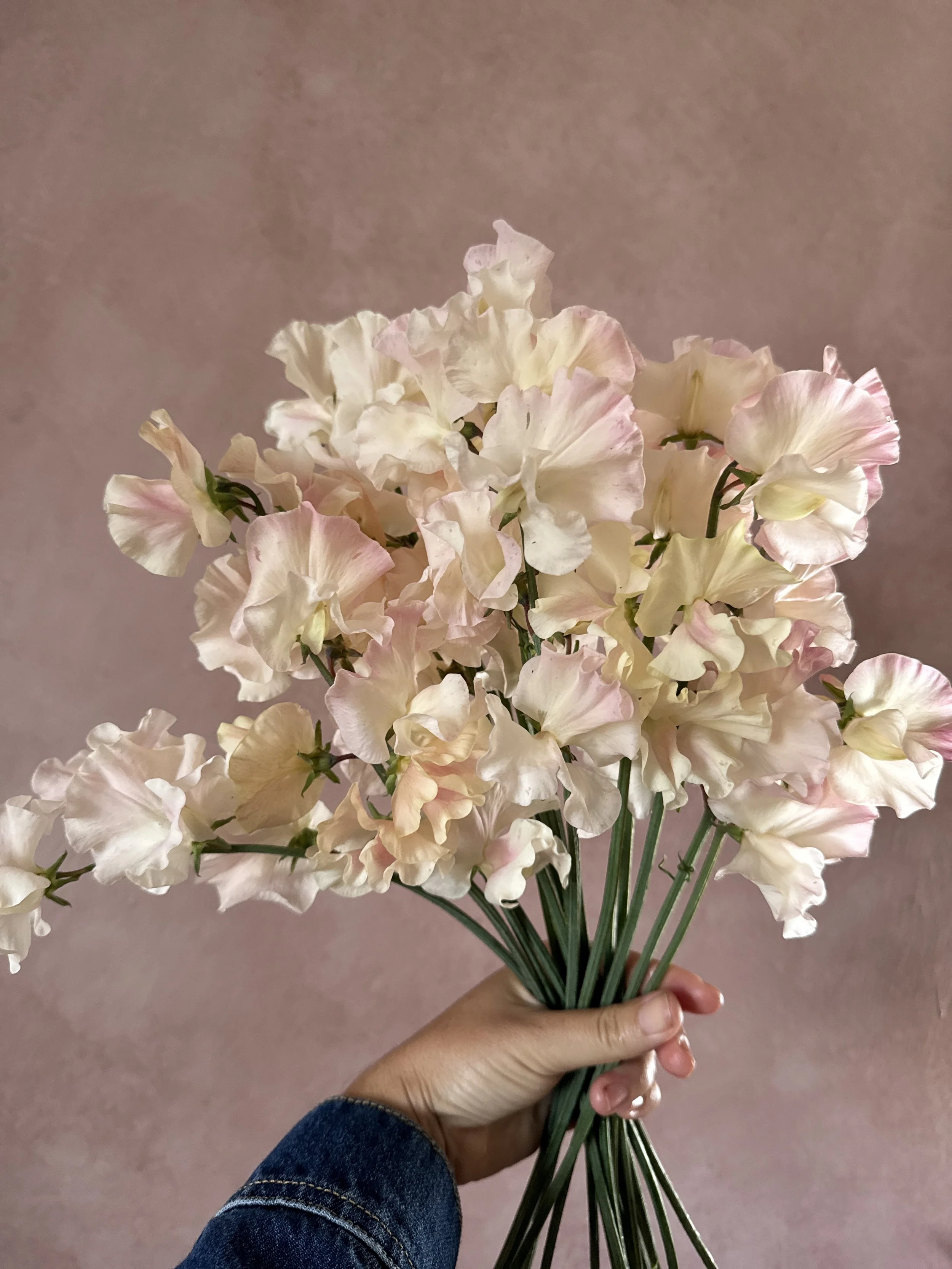 LATHYRUS Keira Madeline