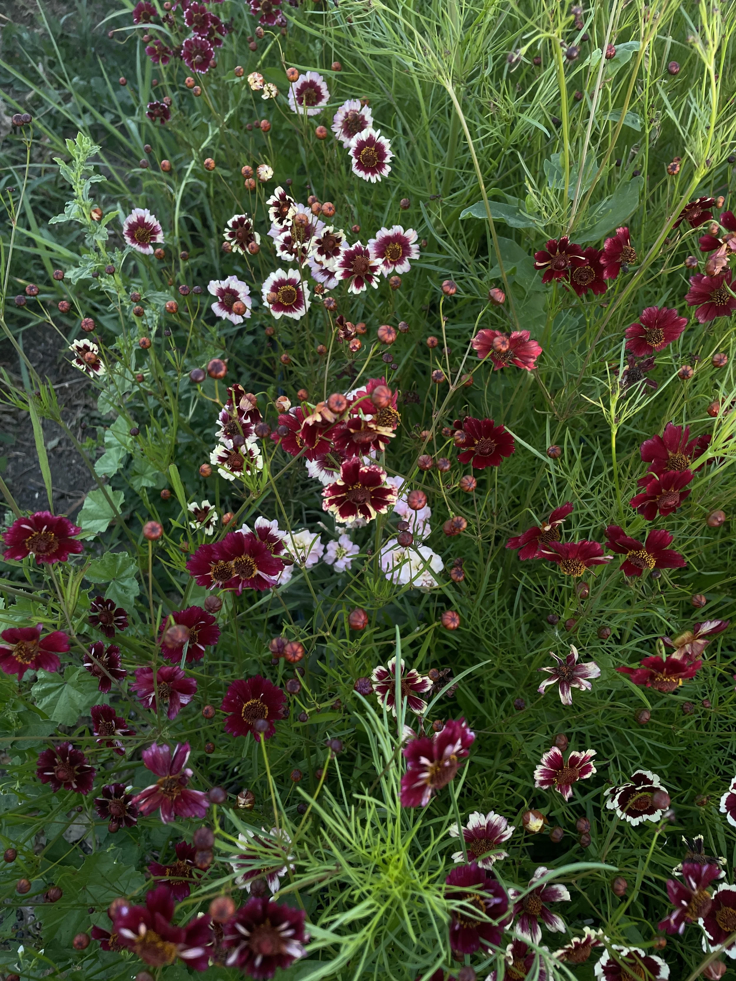 COREOPSIS tinctoria Romance