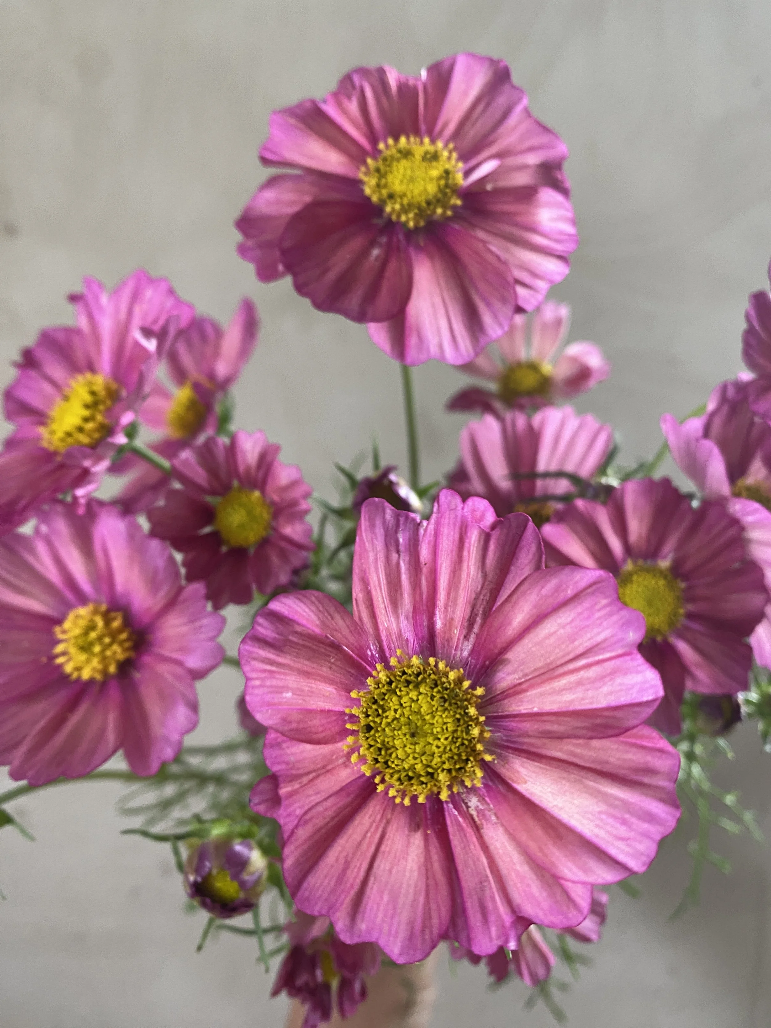 Cosmos 'Xsenia'