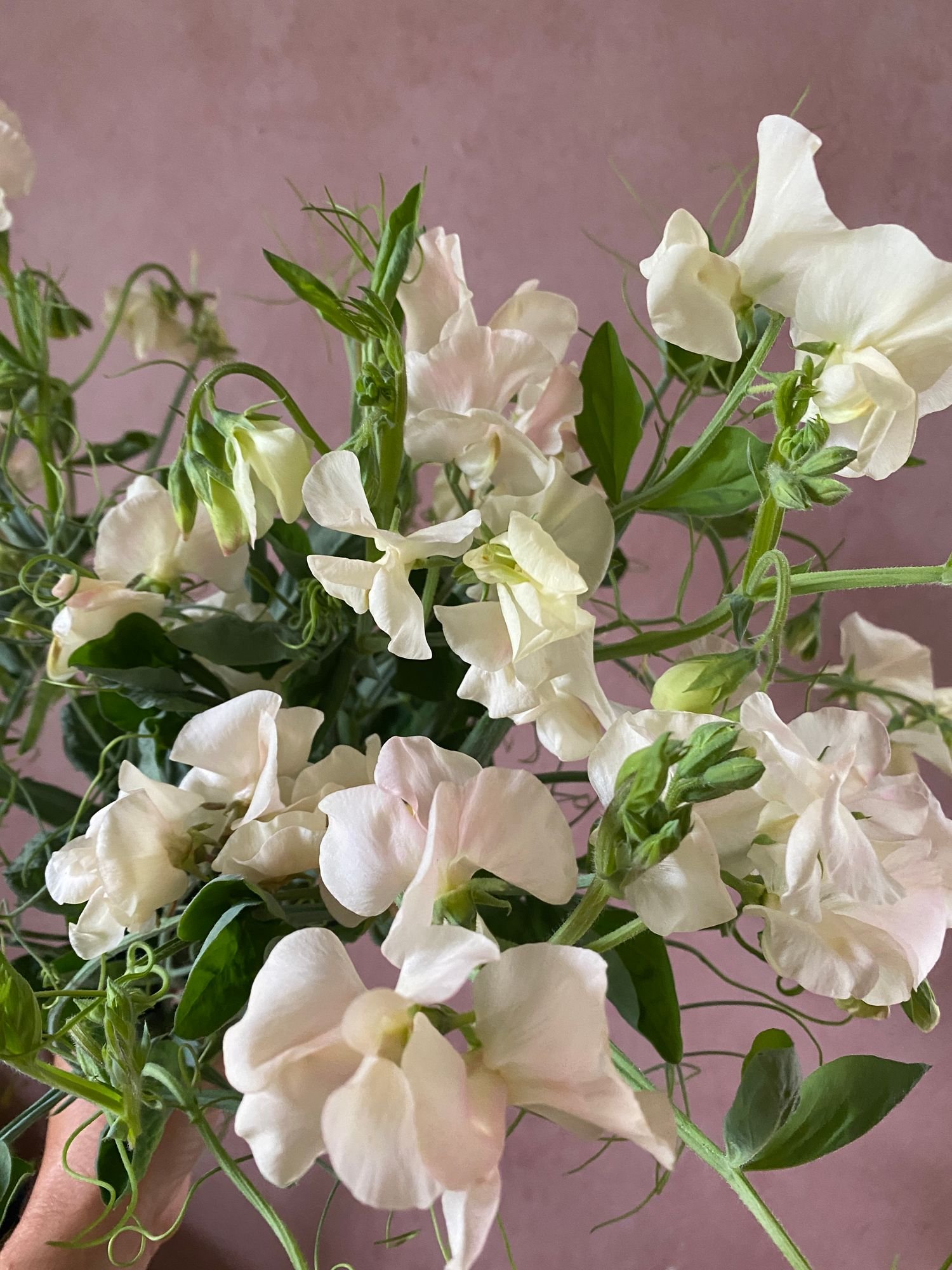 LATHYRUS odoratus Juliet