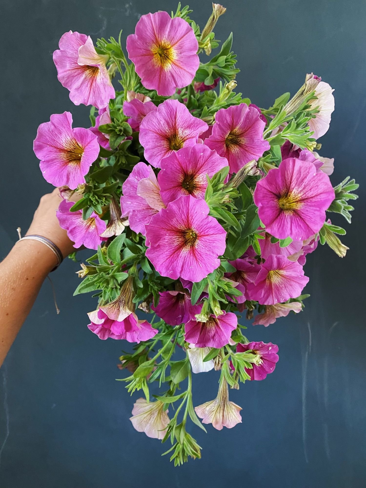 Petunia 'Petchoa SuperCal Sunray Pink'