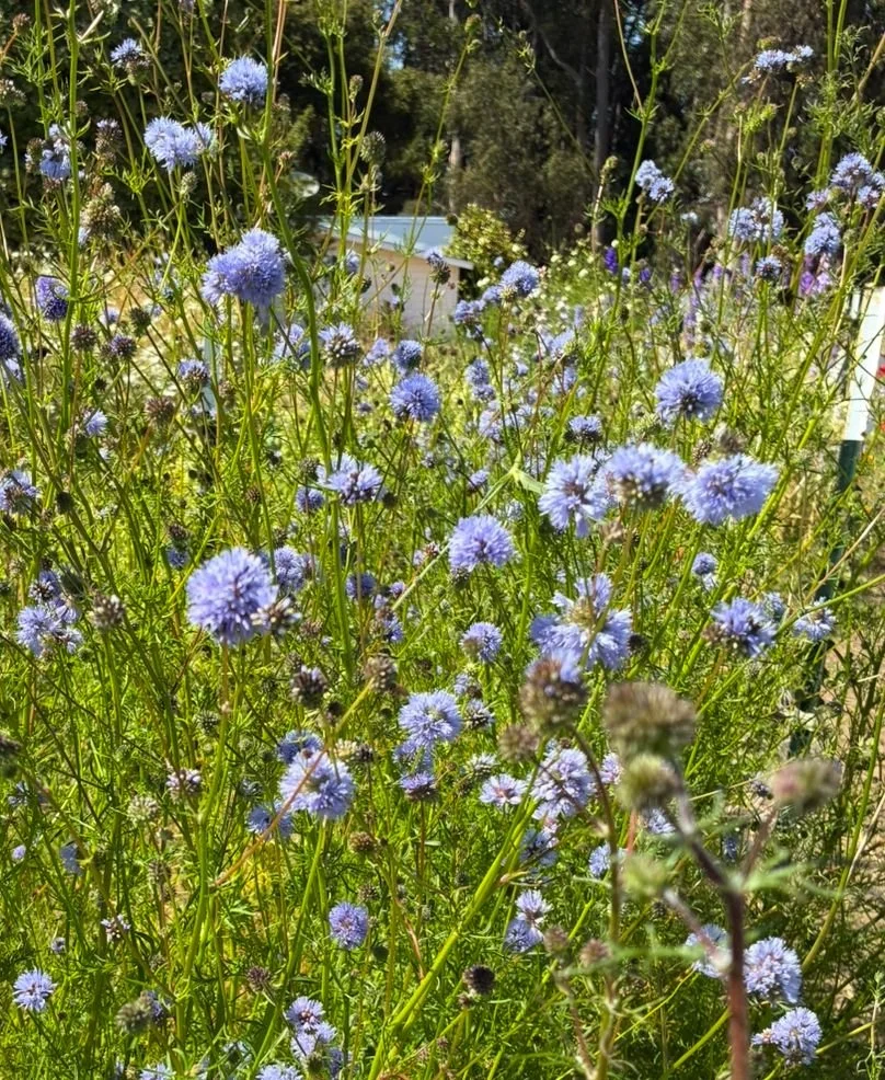 GILIA capitata