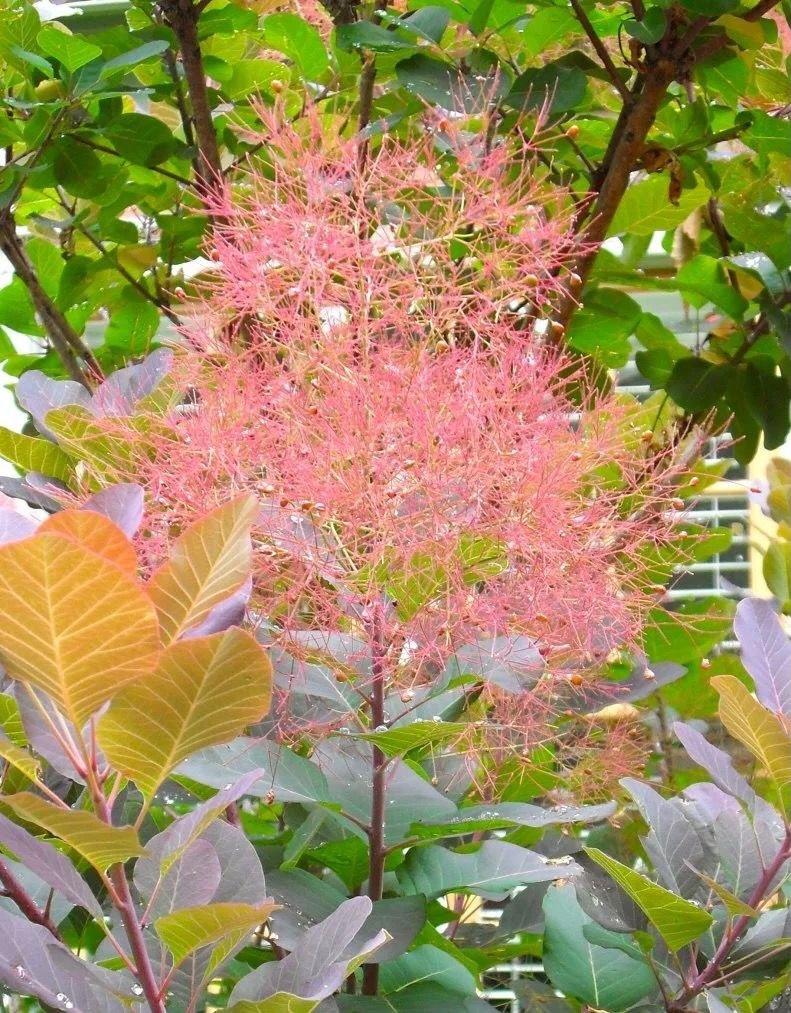 COTINUS coggygria
